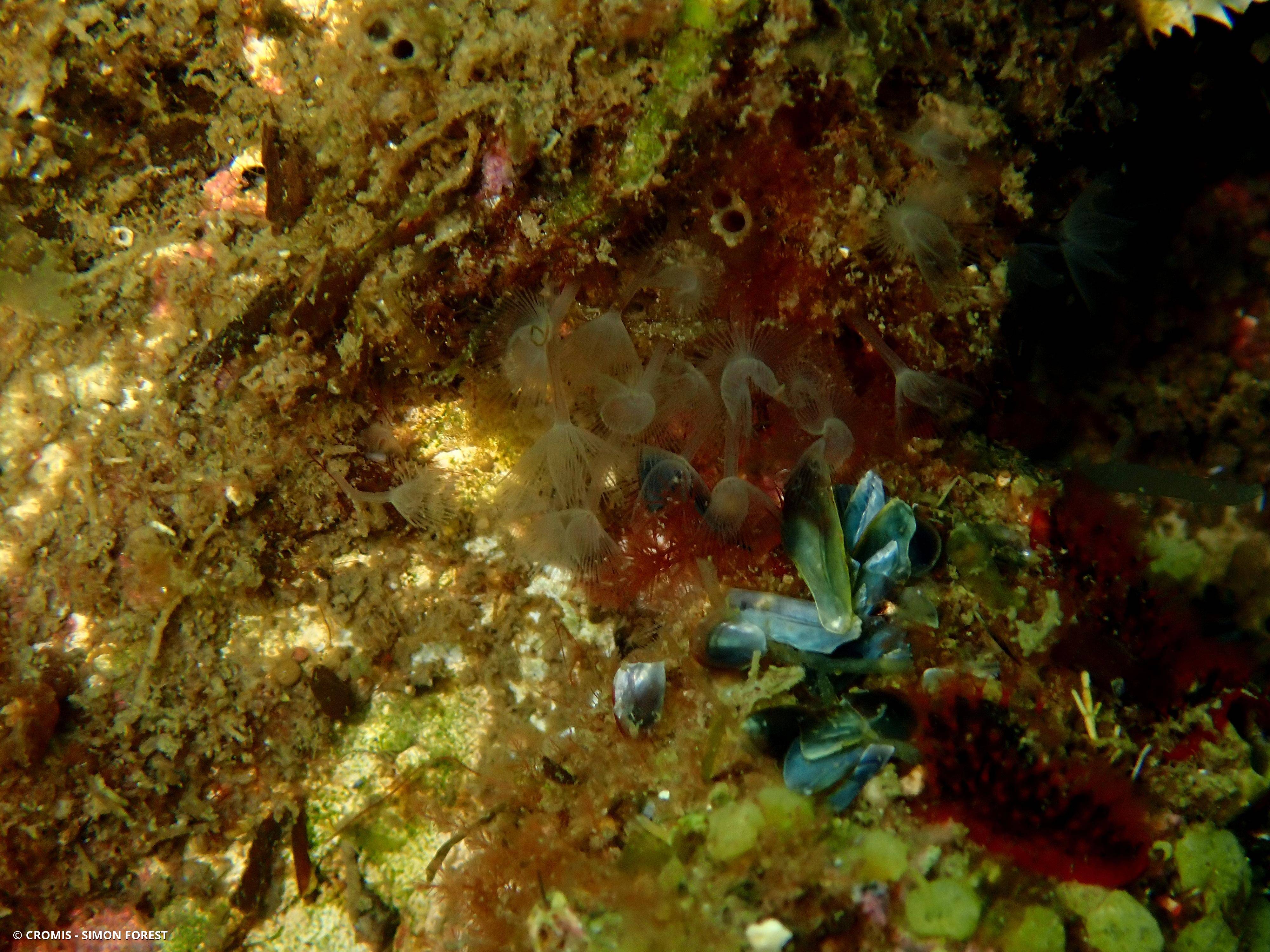 Phoronis au lophophore en fer à cheval