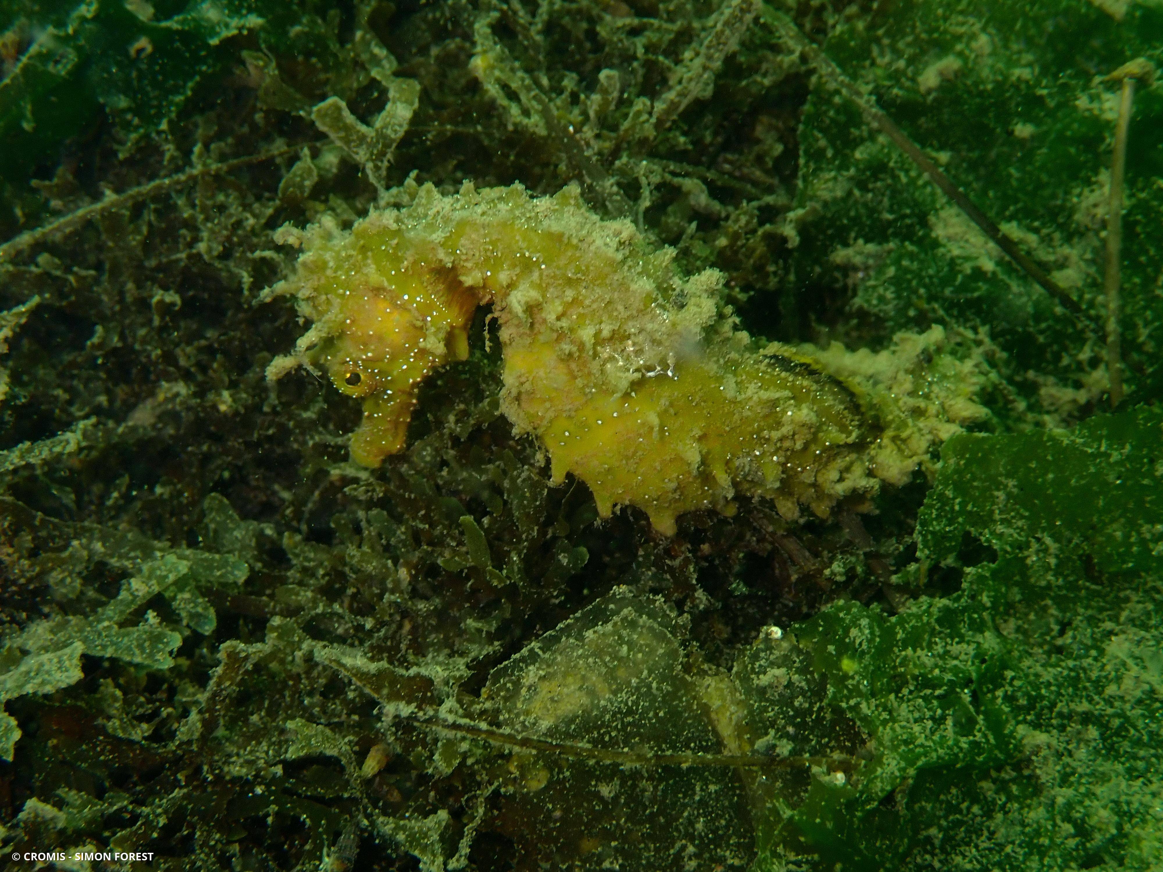 Hippocampe moucheté
