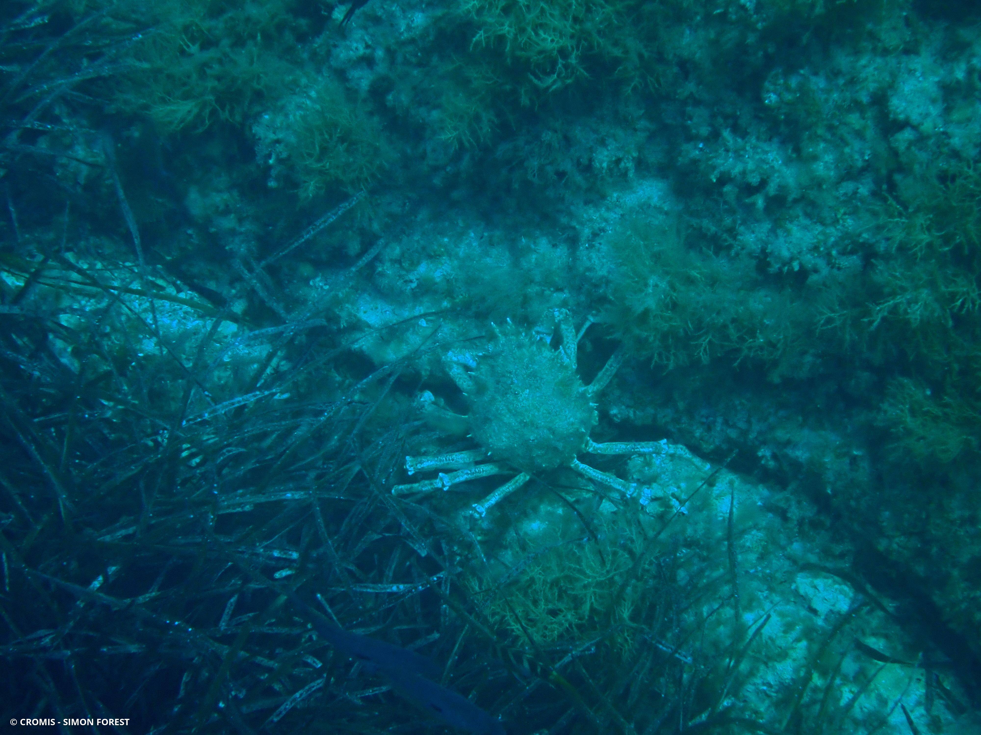 Grande araignée de Méditerranée