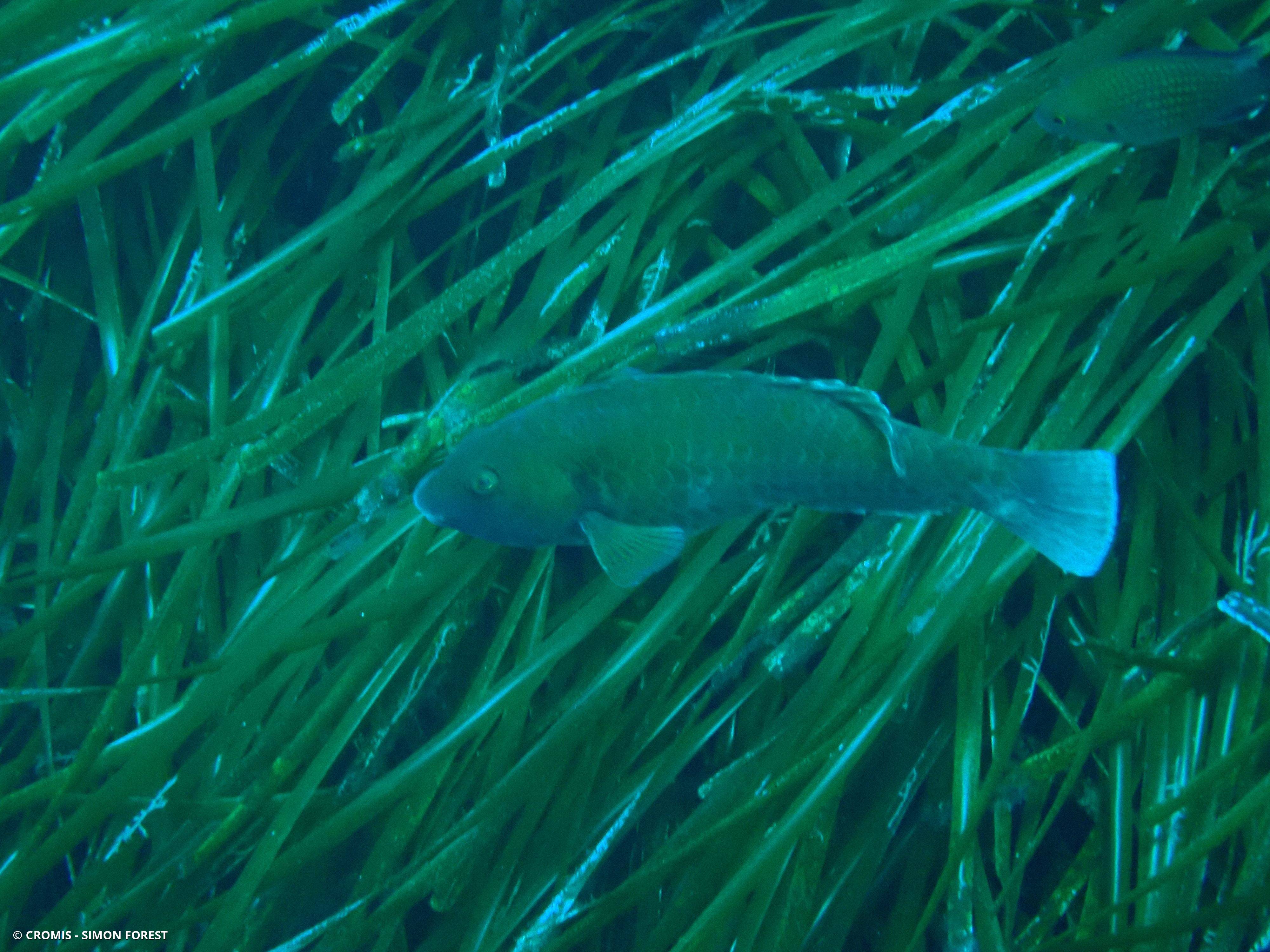 Poisson-perroquet méditerranéen