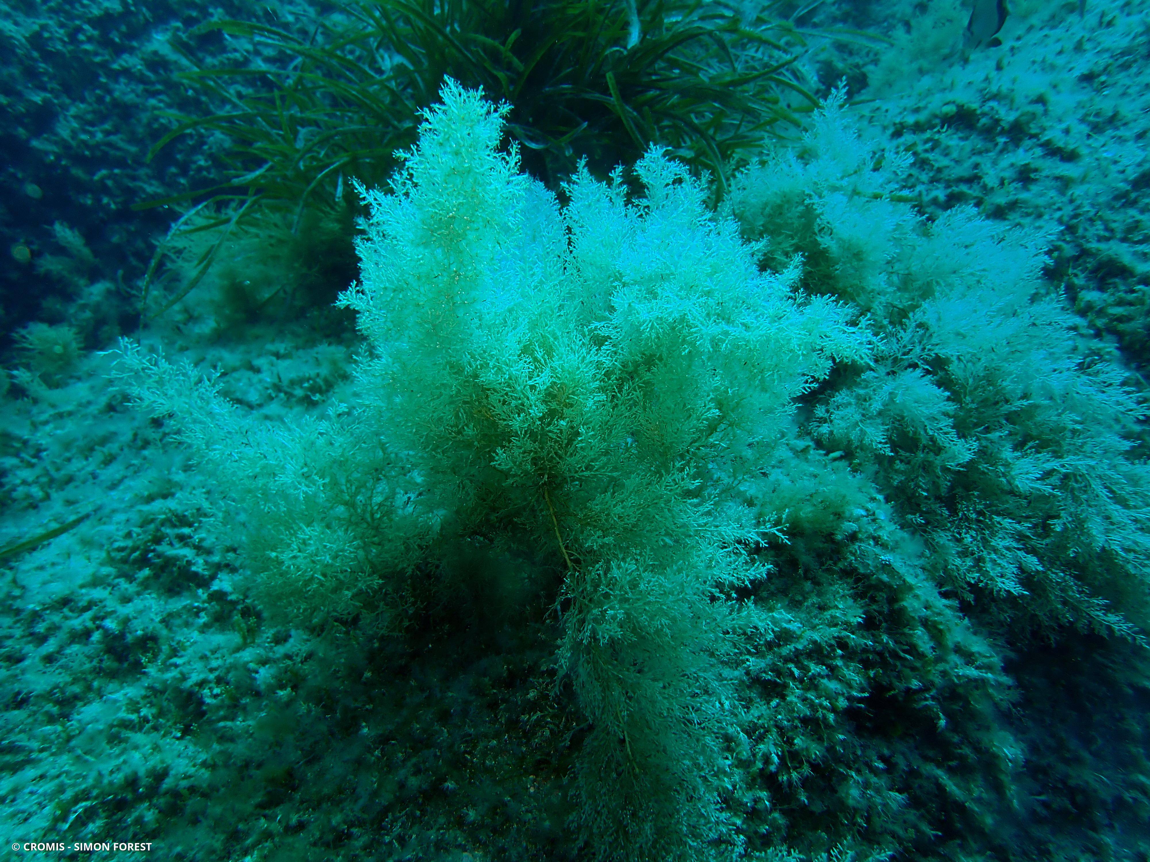 Cystoseire dorée