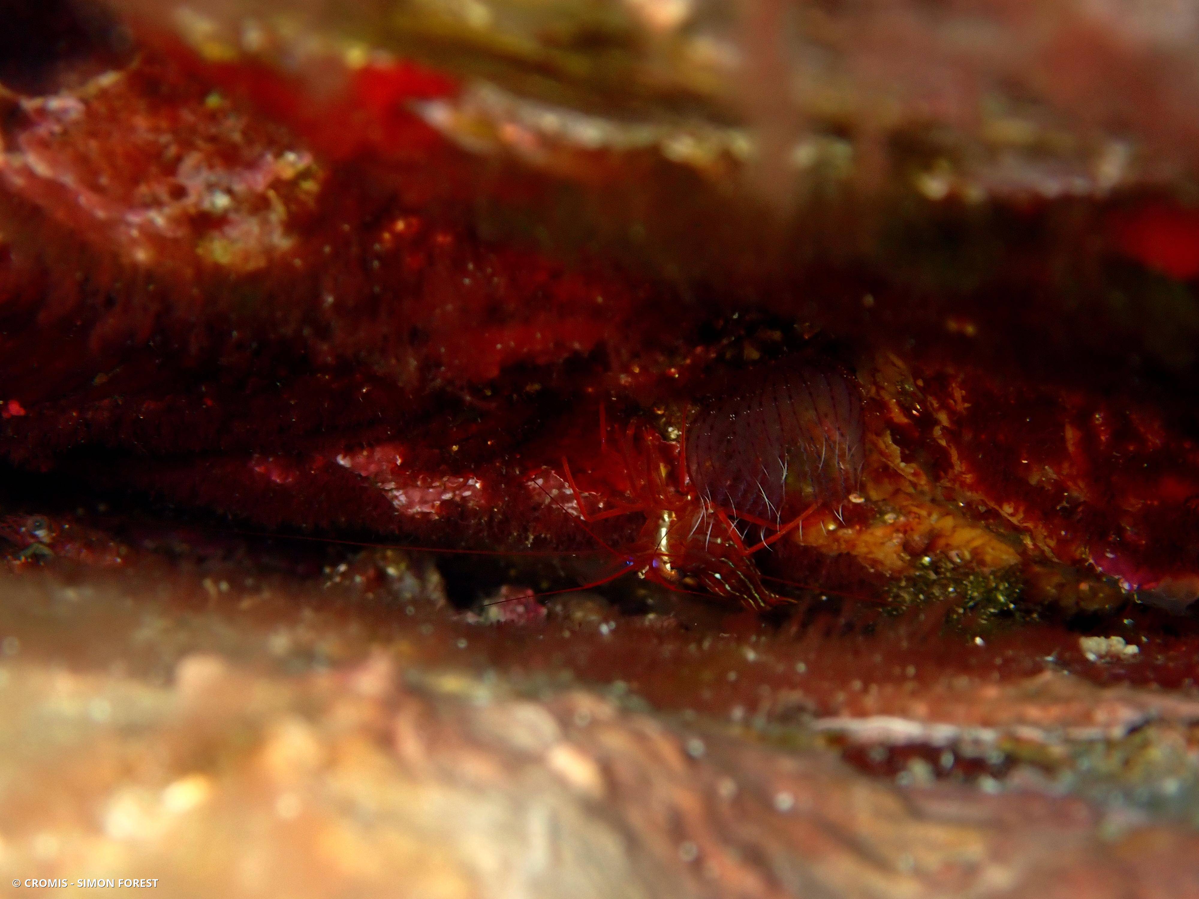 Crevette nettoyeuse rouge