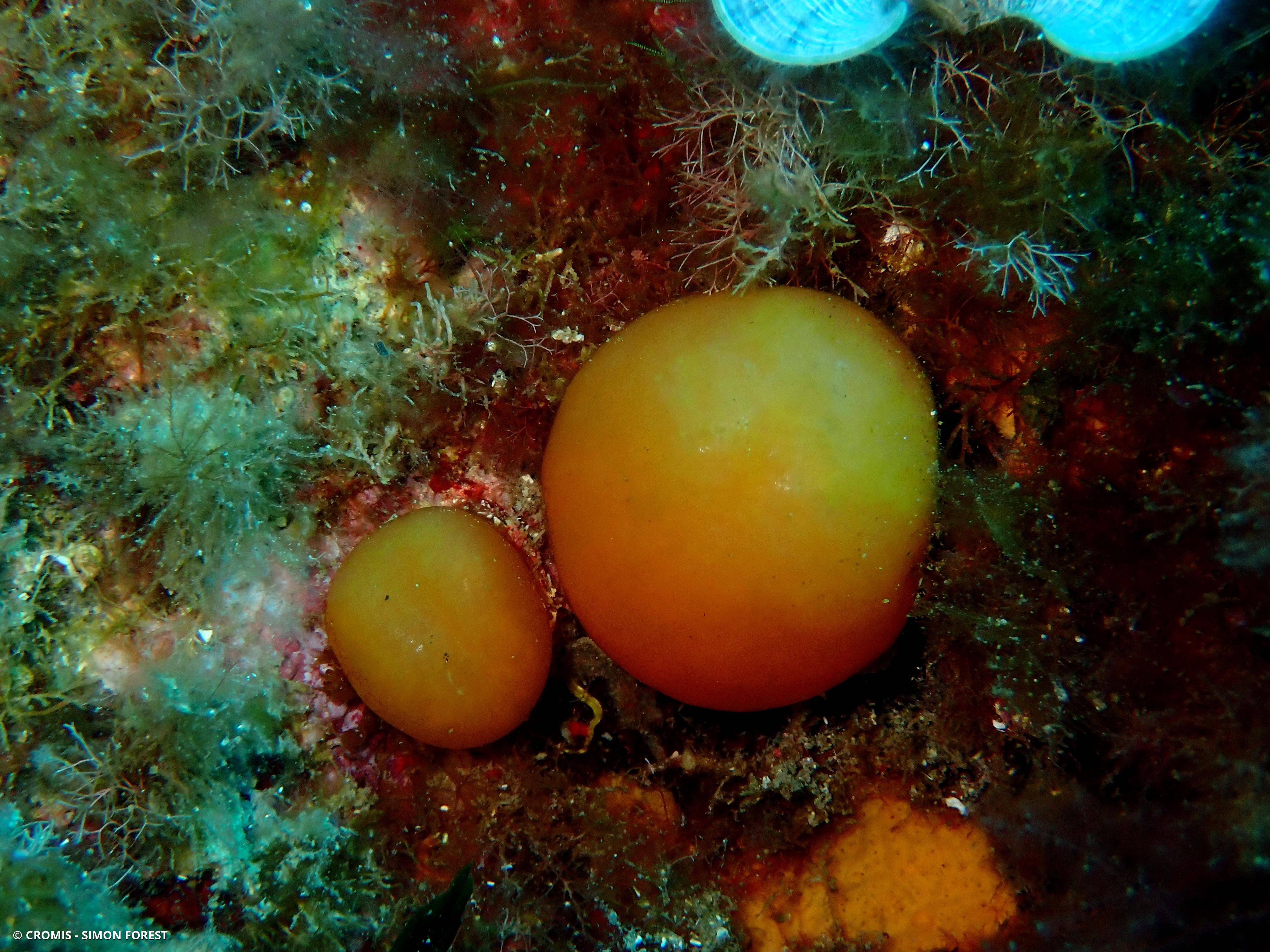 Pseudodistoma corse
