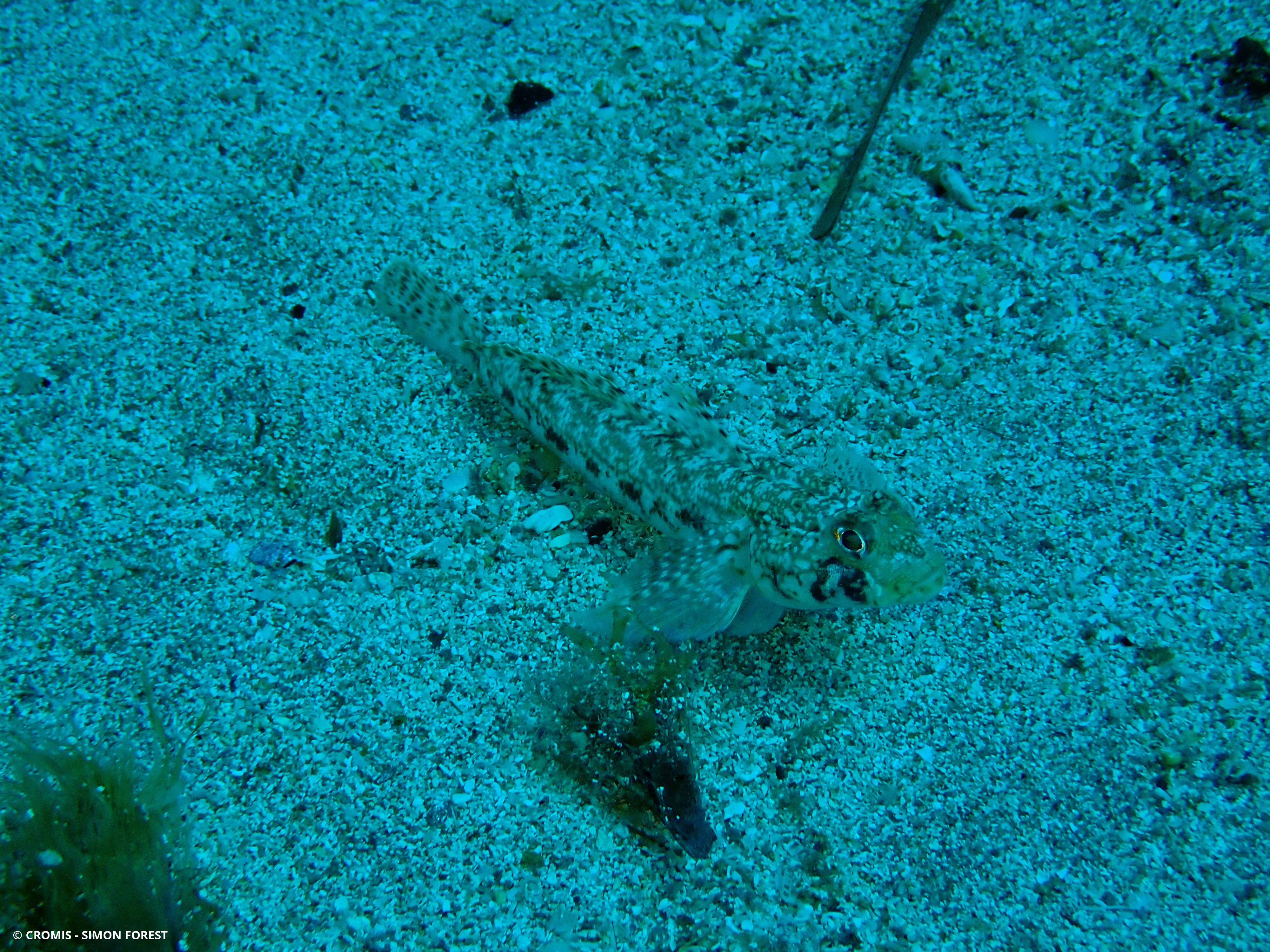 Gobie à joues poreuses