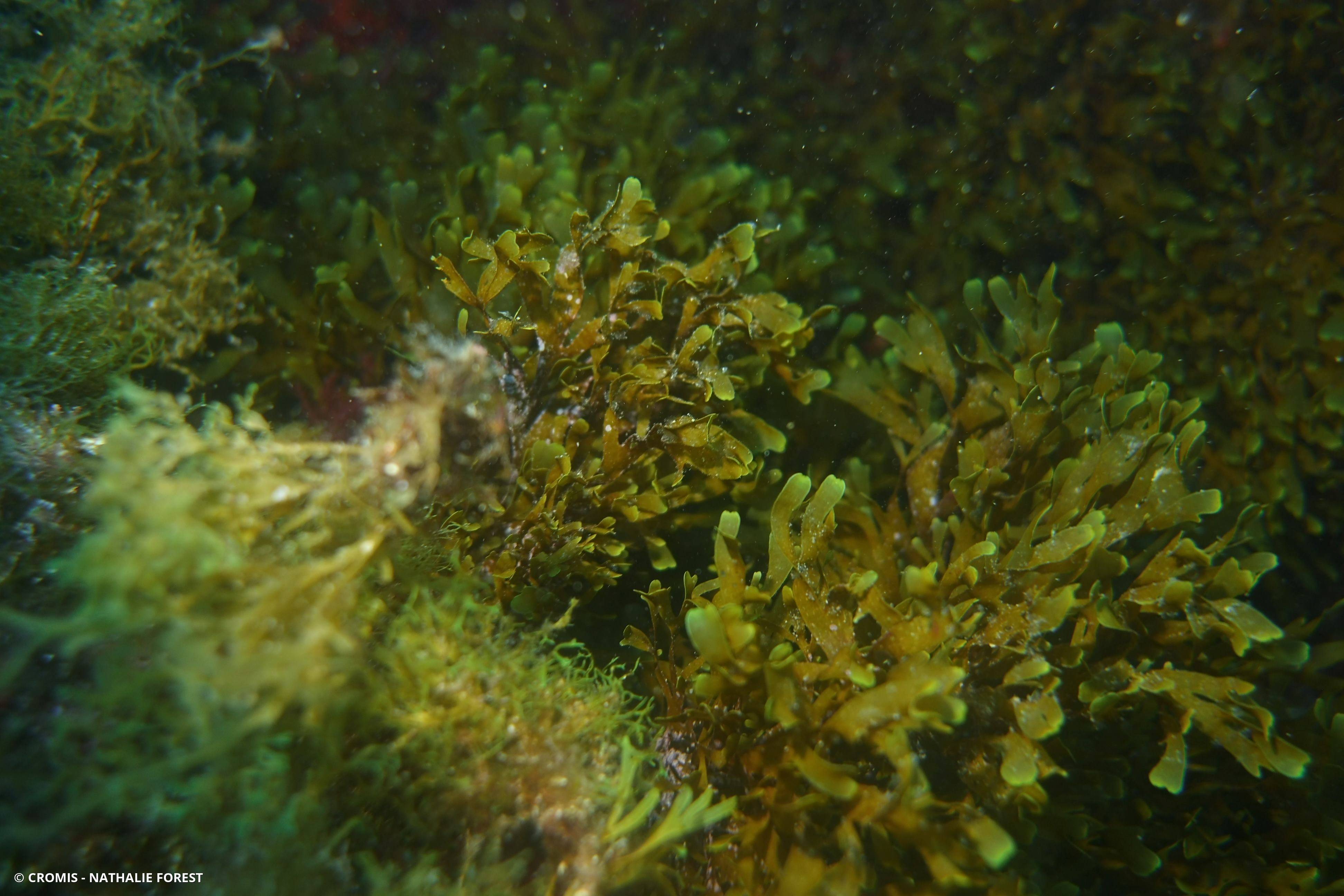 Dictyote d'Okamura