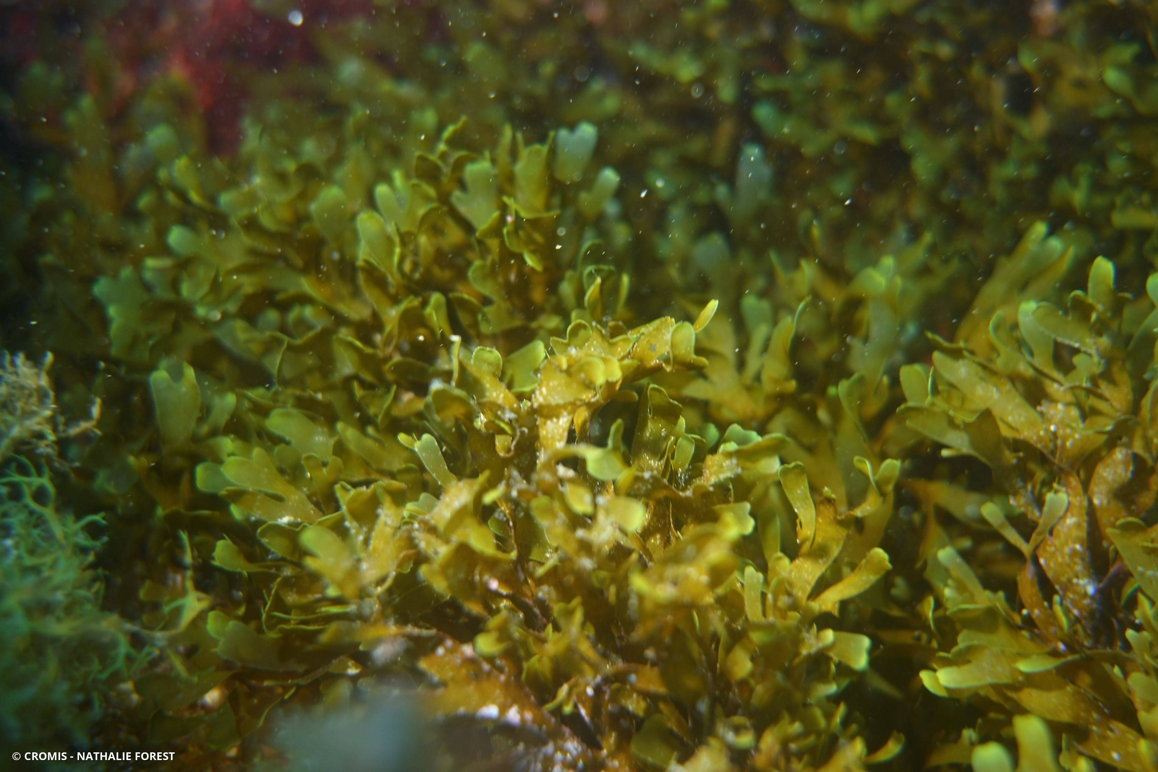 Dictyote d'Okamura