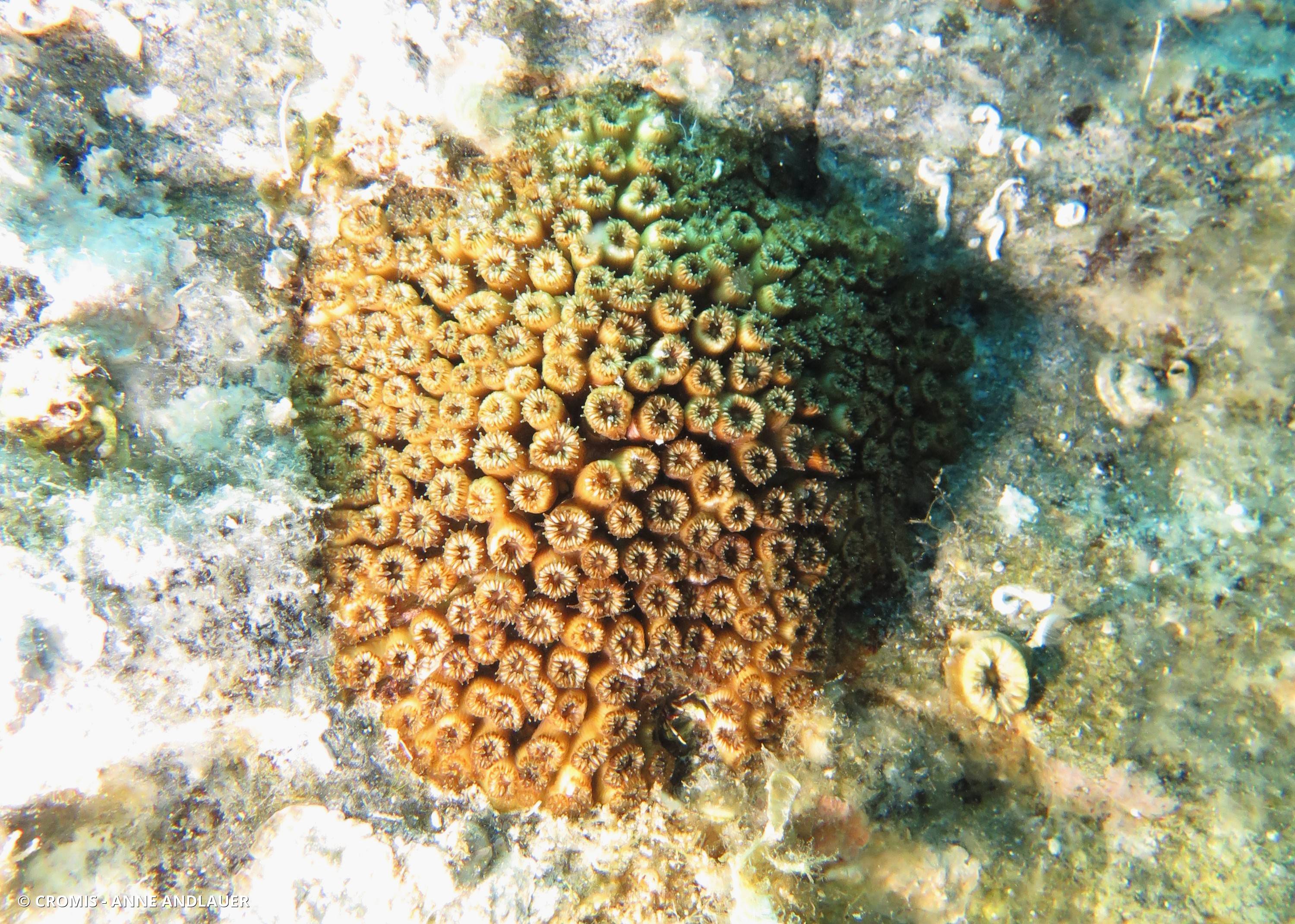 Cladocore en touffe