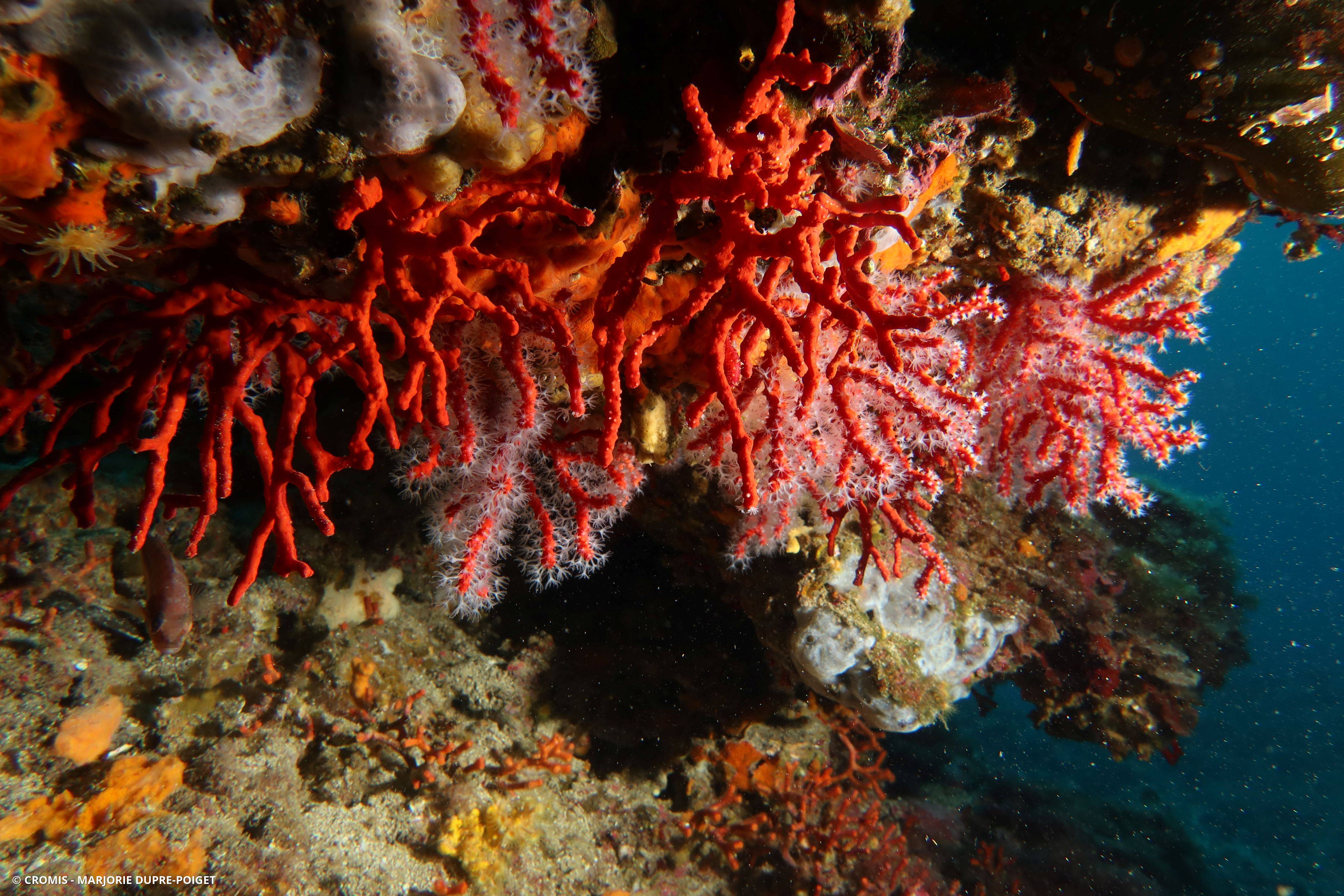 Corail rouge de Méditerranée