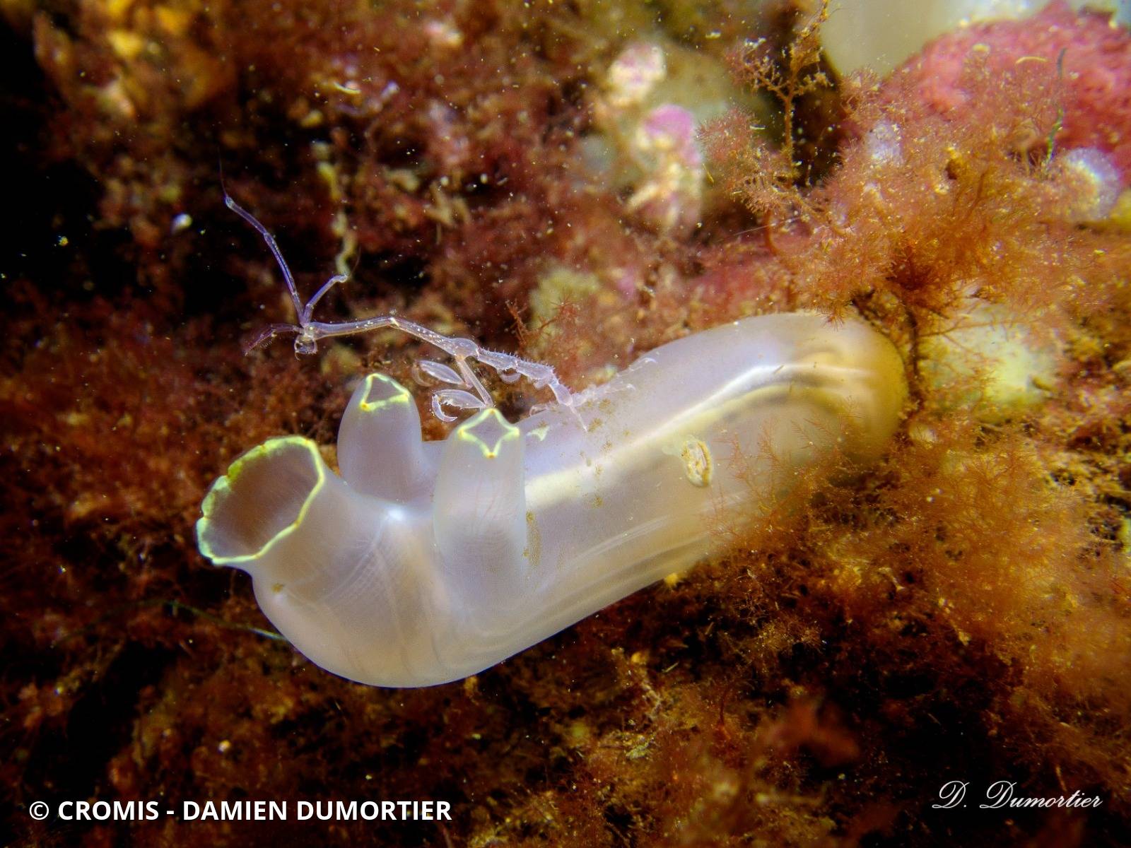 Cione intestinale