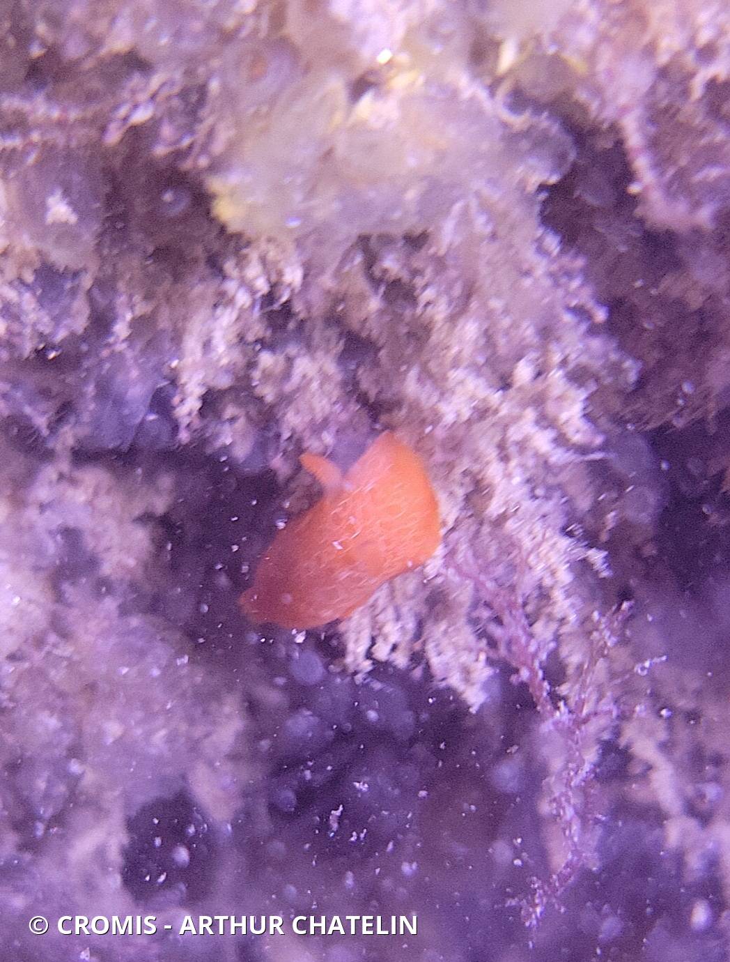 Doris orange