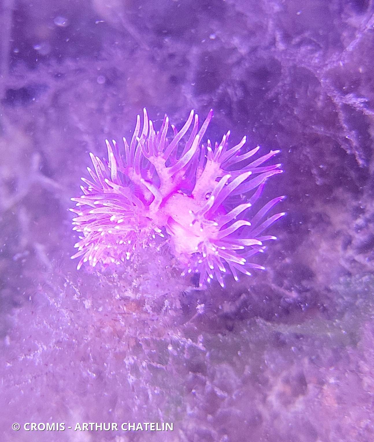 Flabelline mauve