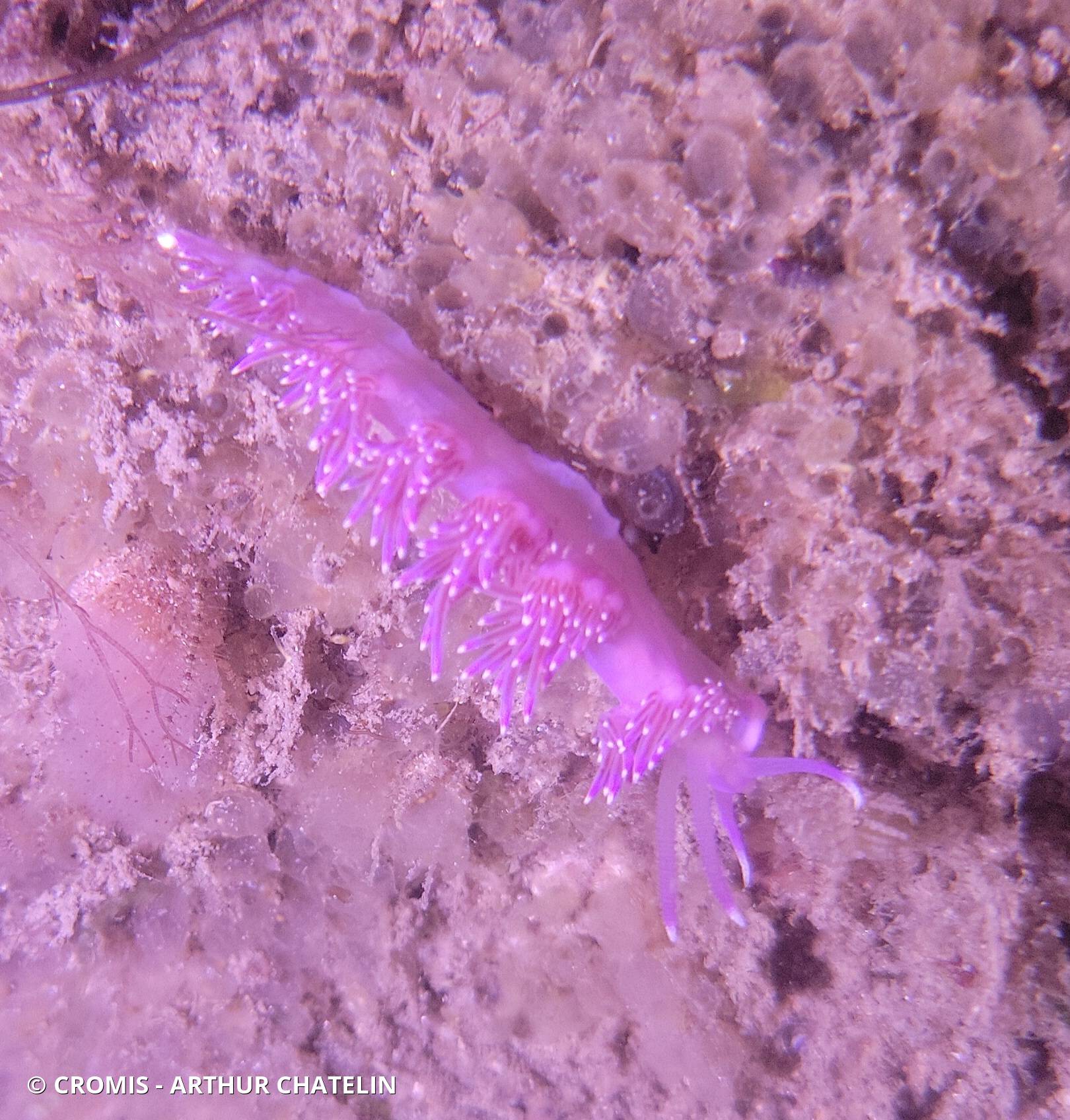 Flabelline mauve