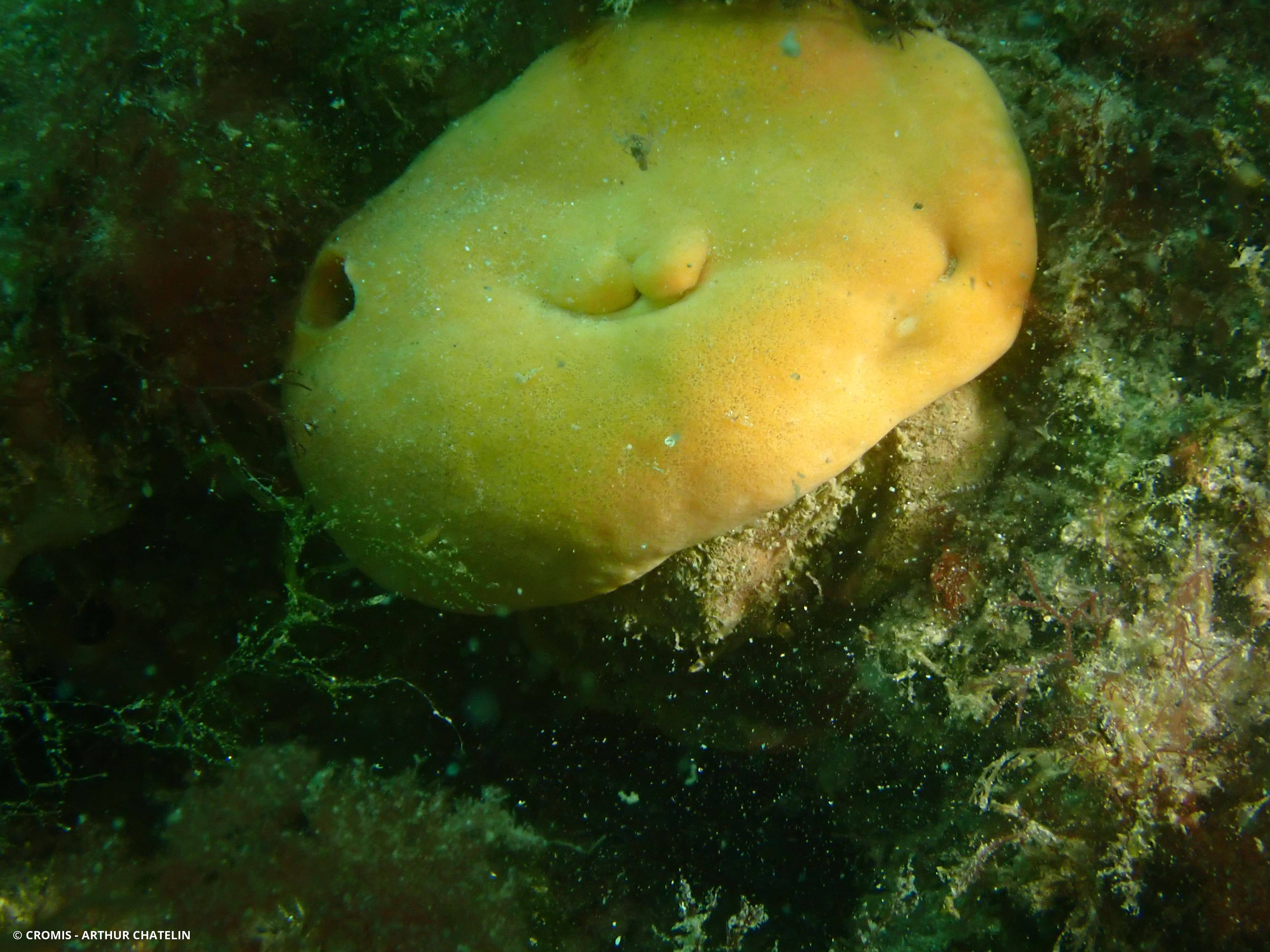 Subérite figue