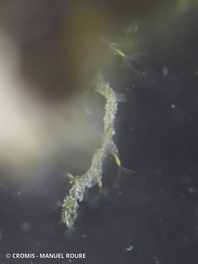 Bryozoaire dulcicole rampant