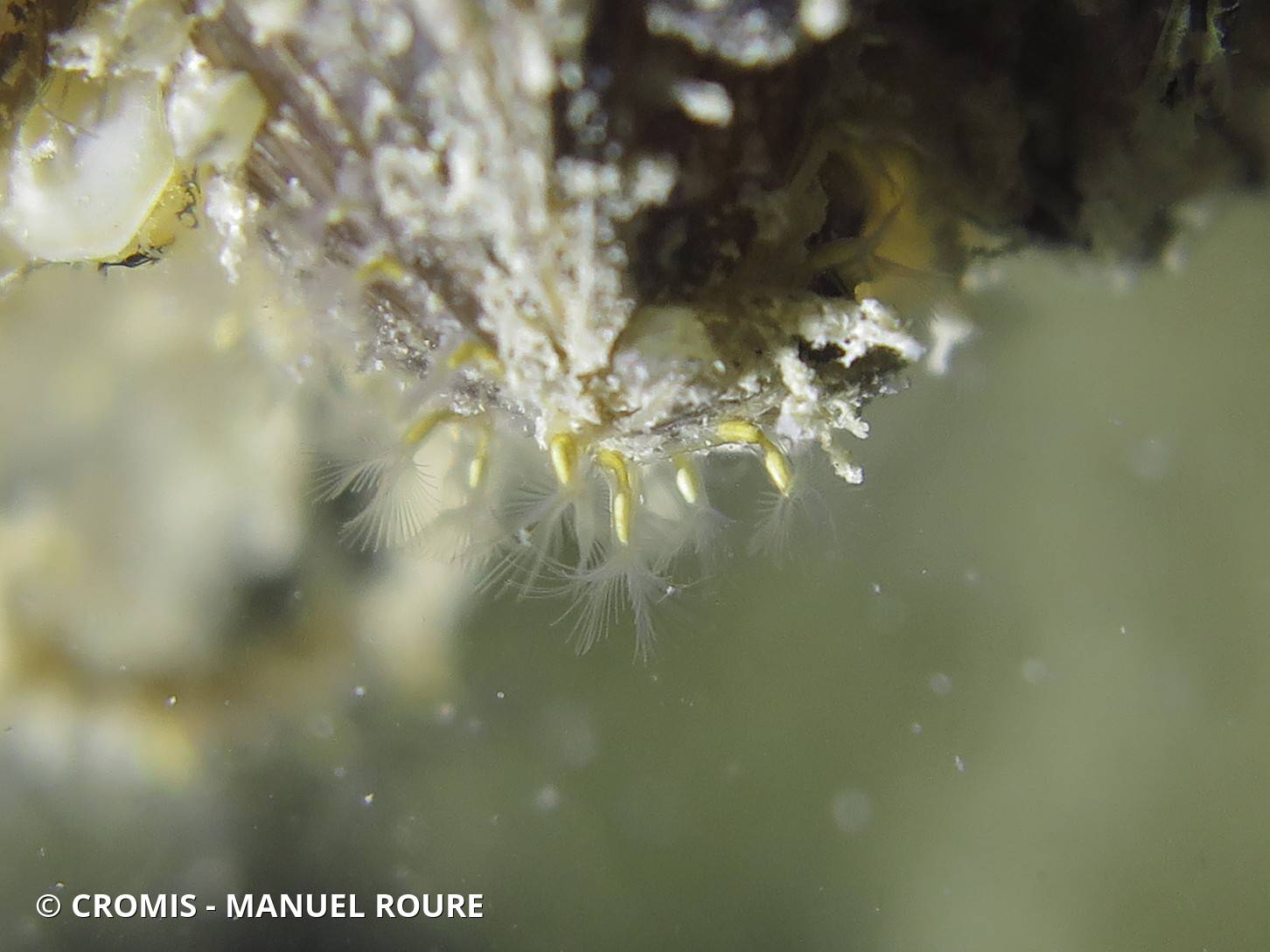 Bryozoaire dulcicole rampant