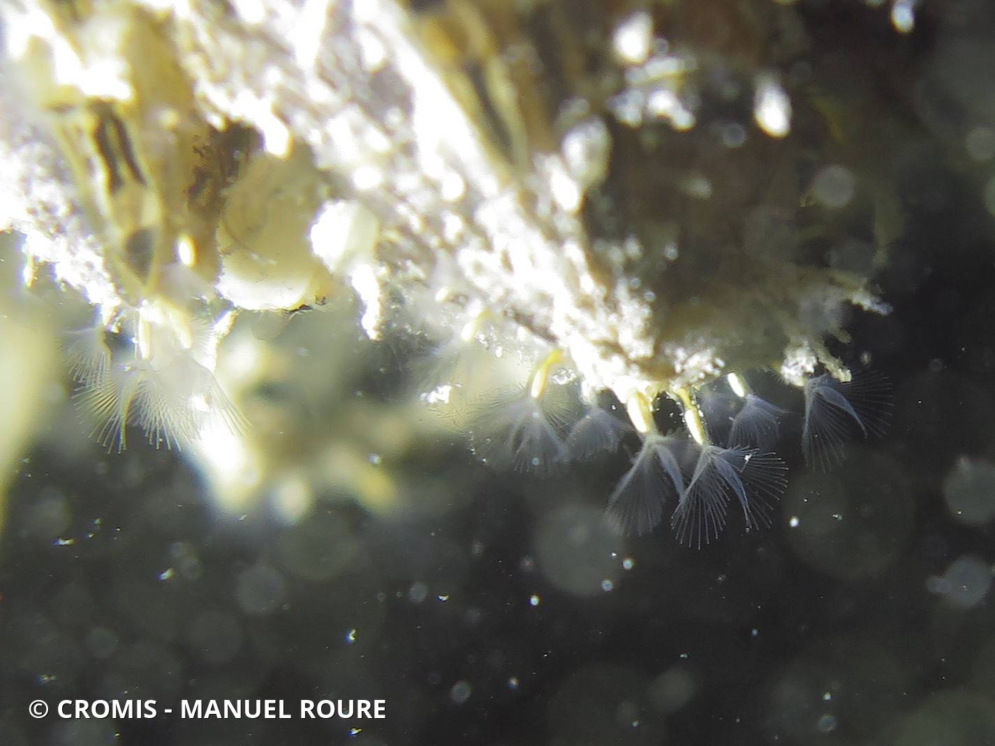 Bryozoaire dulcicole rampant