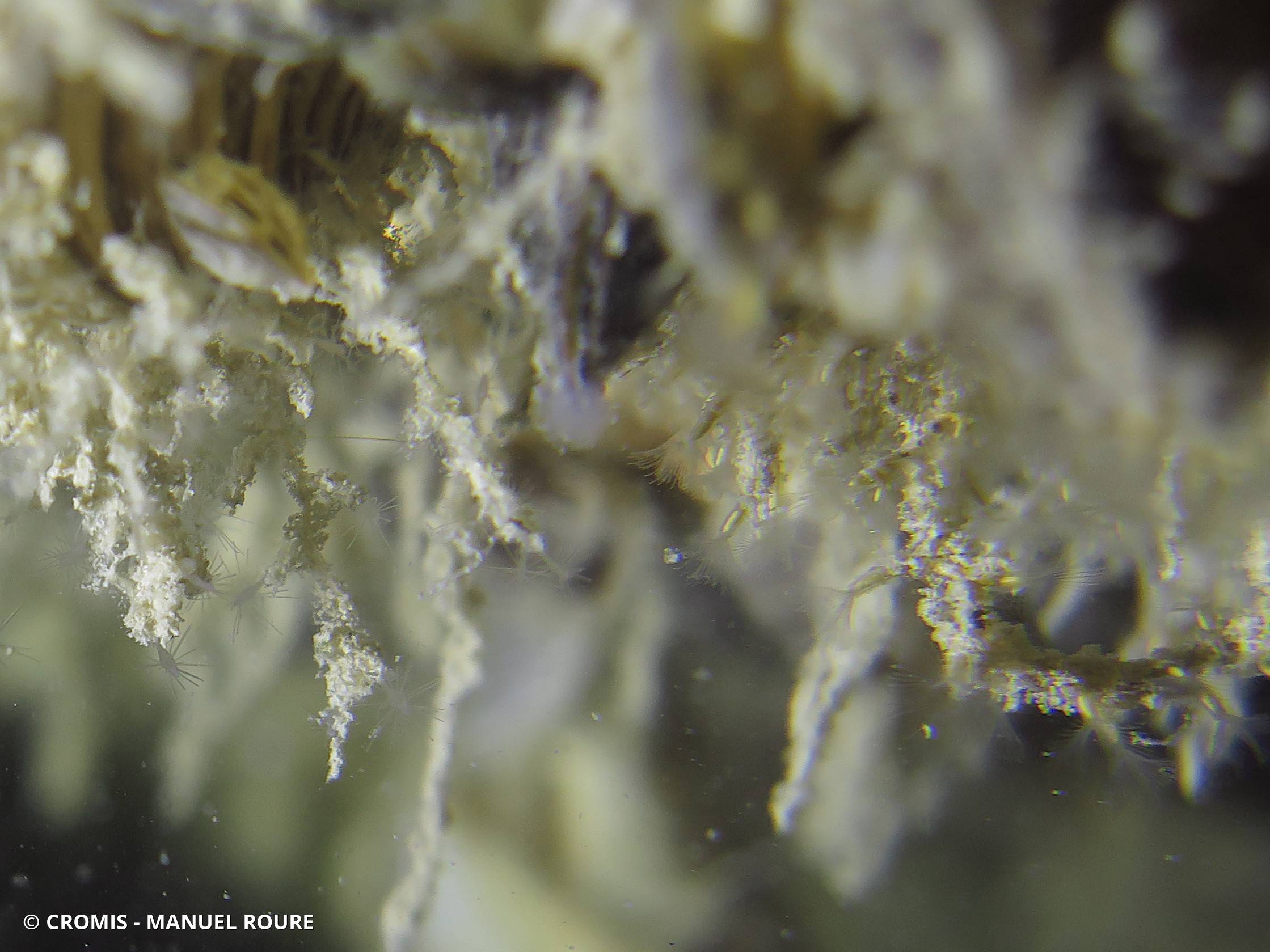 Bryozoaire dulcicole rampant