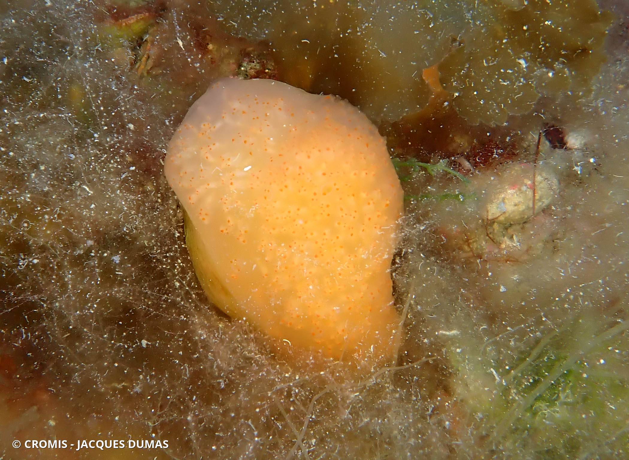 Aplidium conique