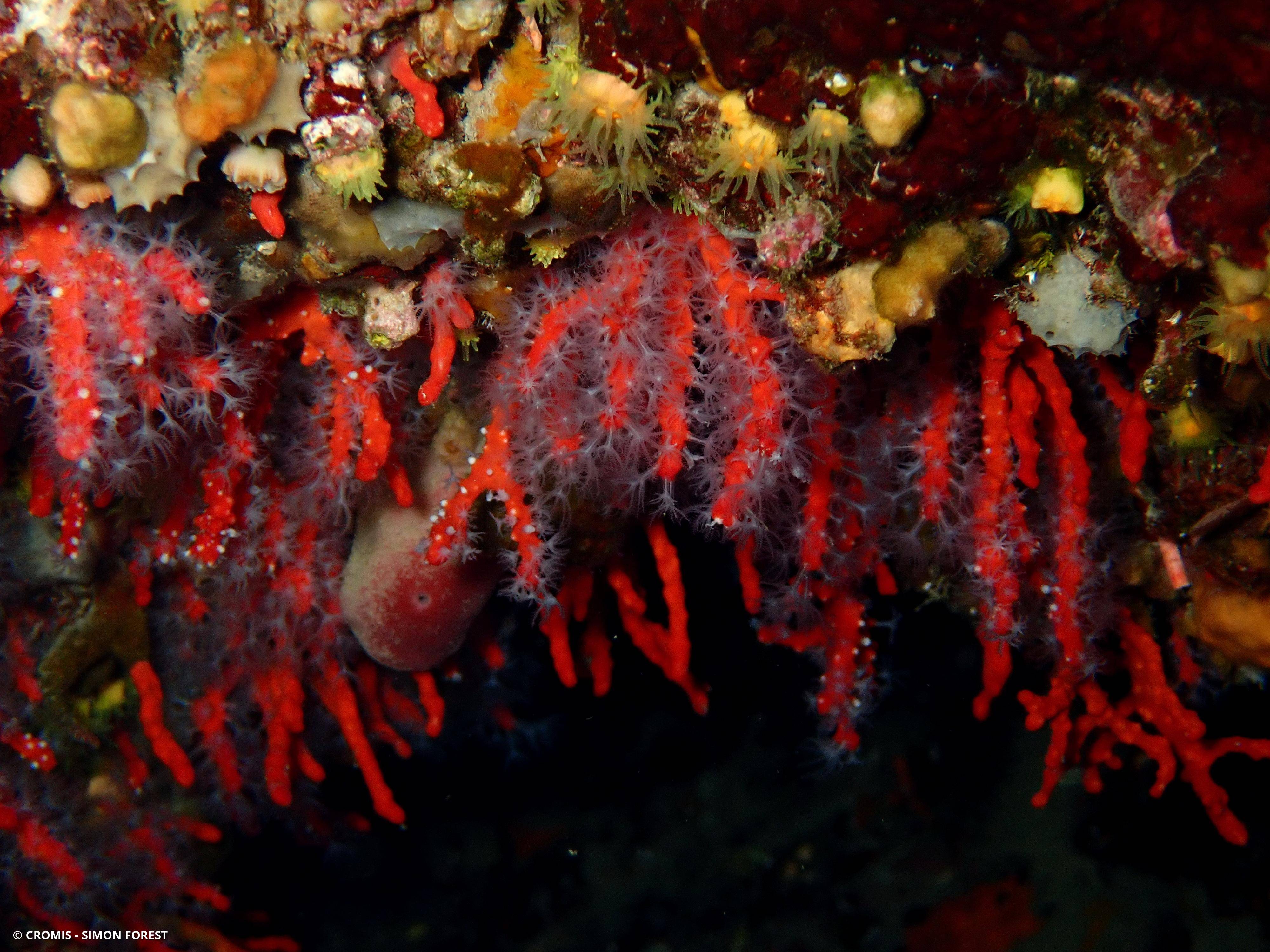 Corail rouge de Méditerranée
