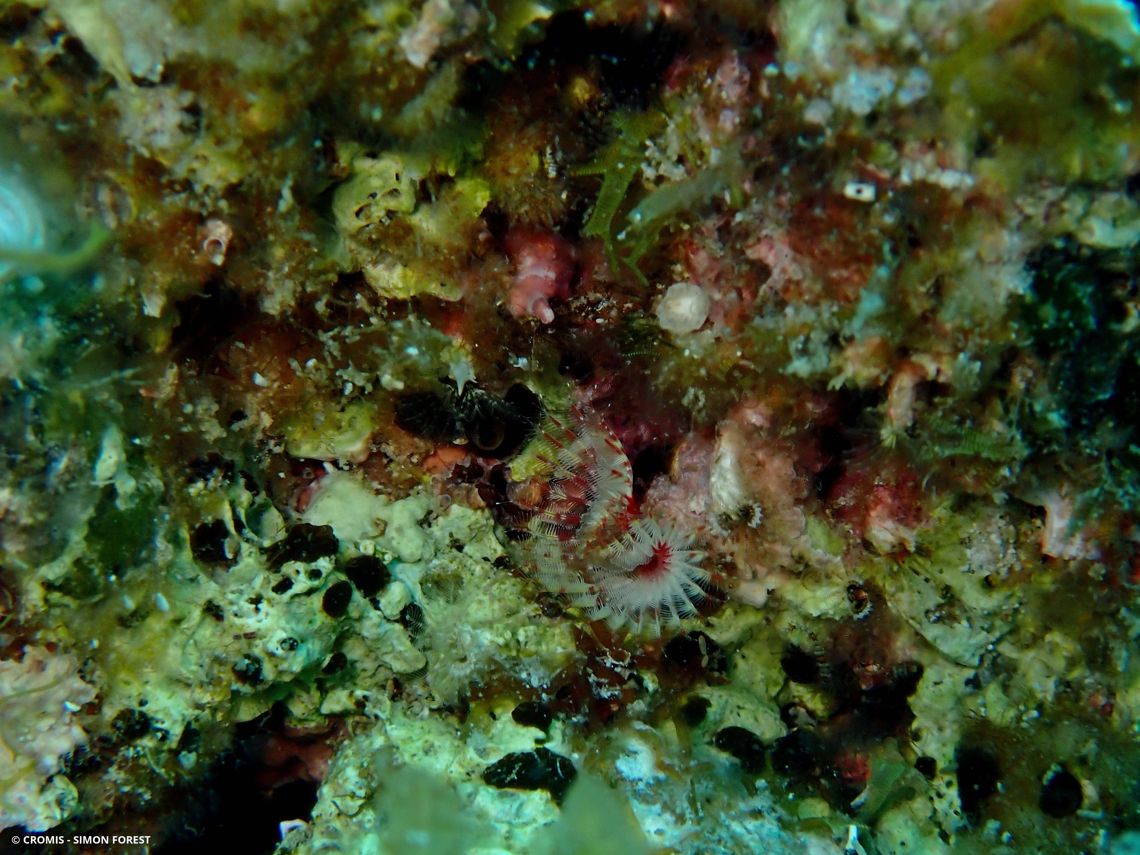 Serpule triangulaire