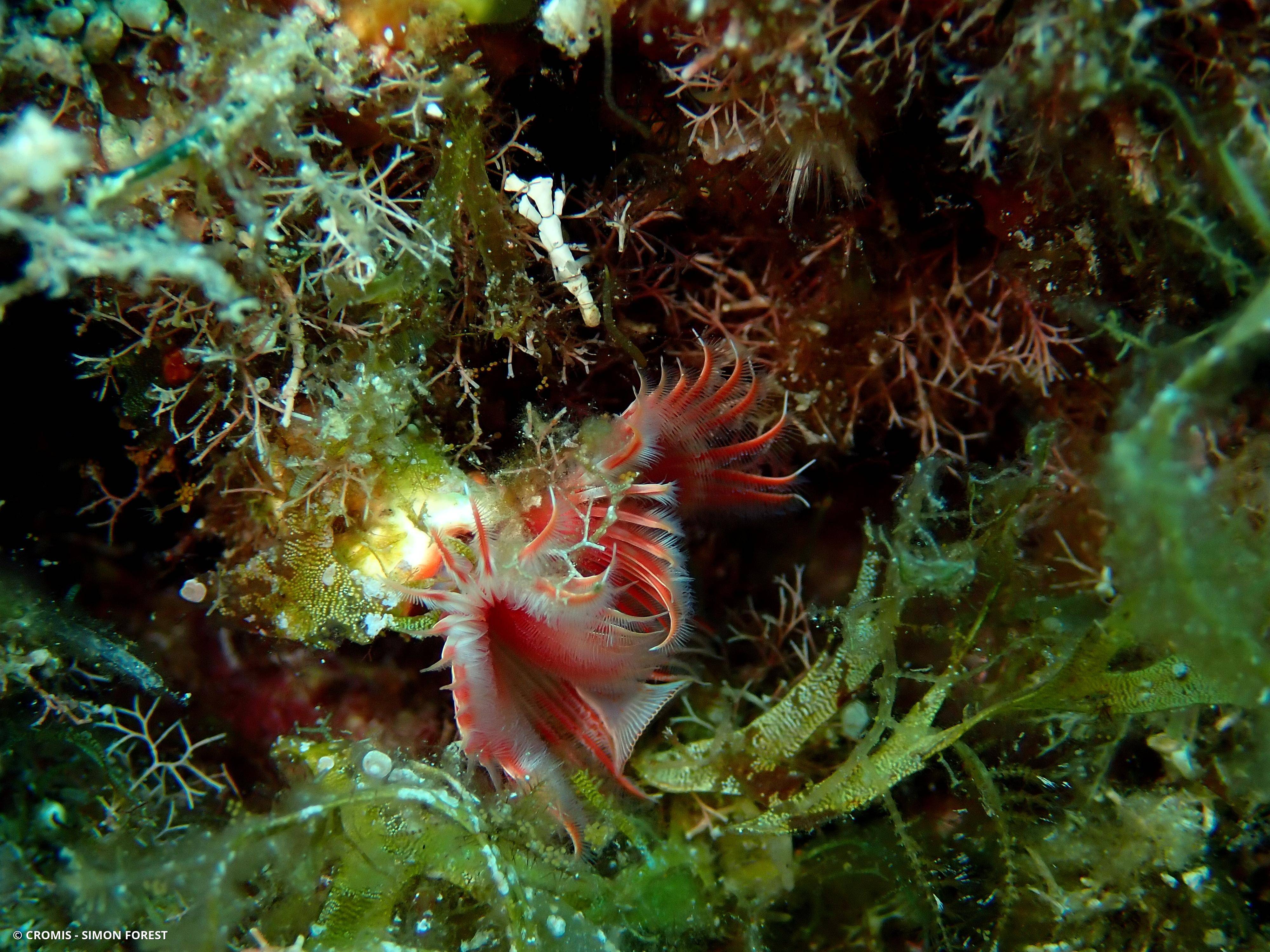 Serpule