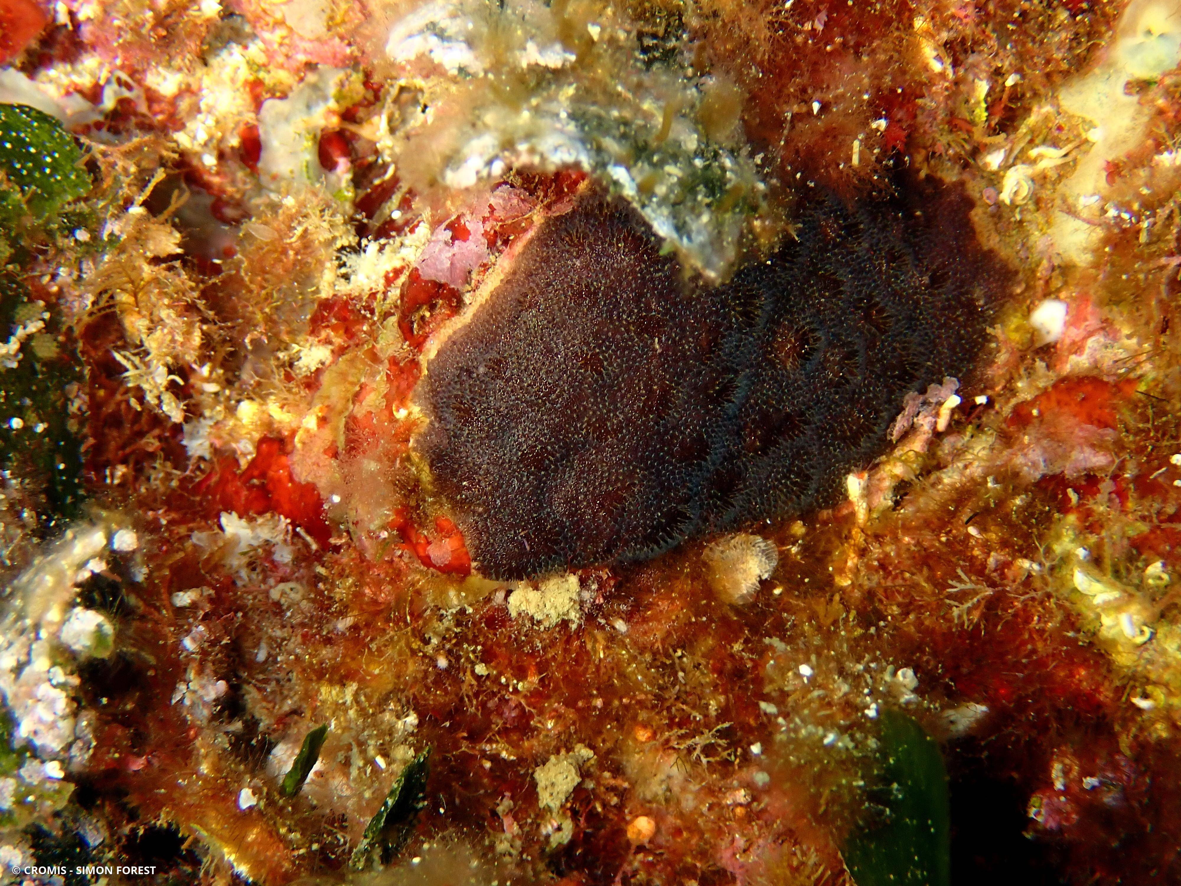 Bryozoaire encroûtant noir