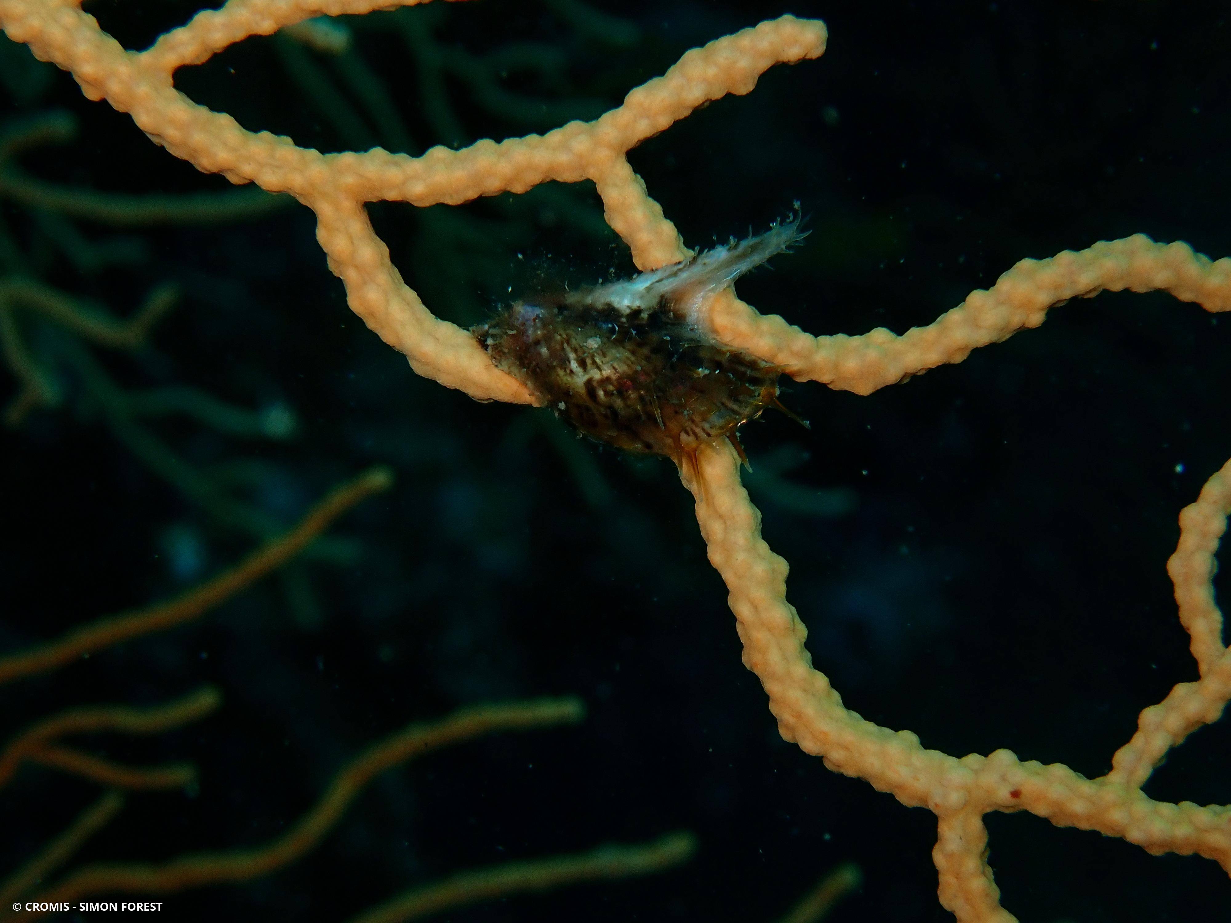 Avicule hirondelle