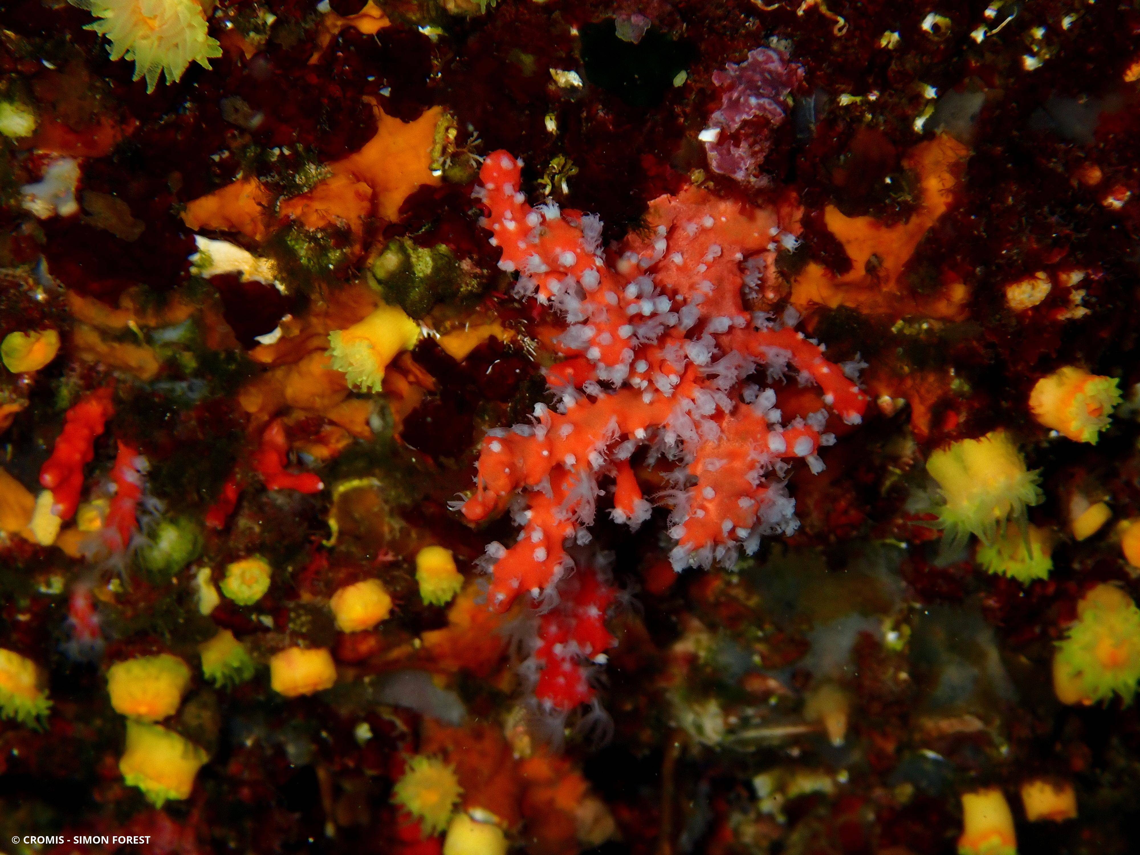 Corail rouge de Méditerranée