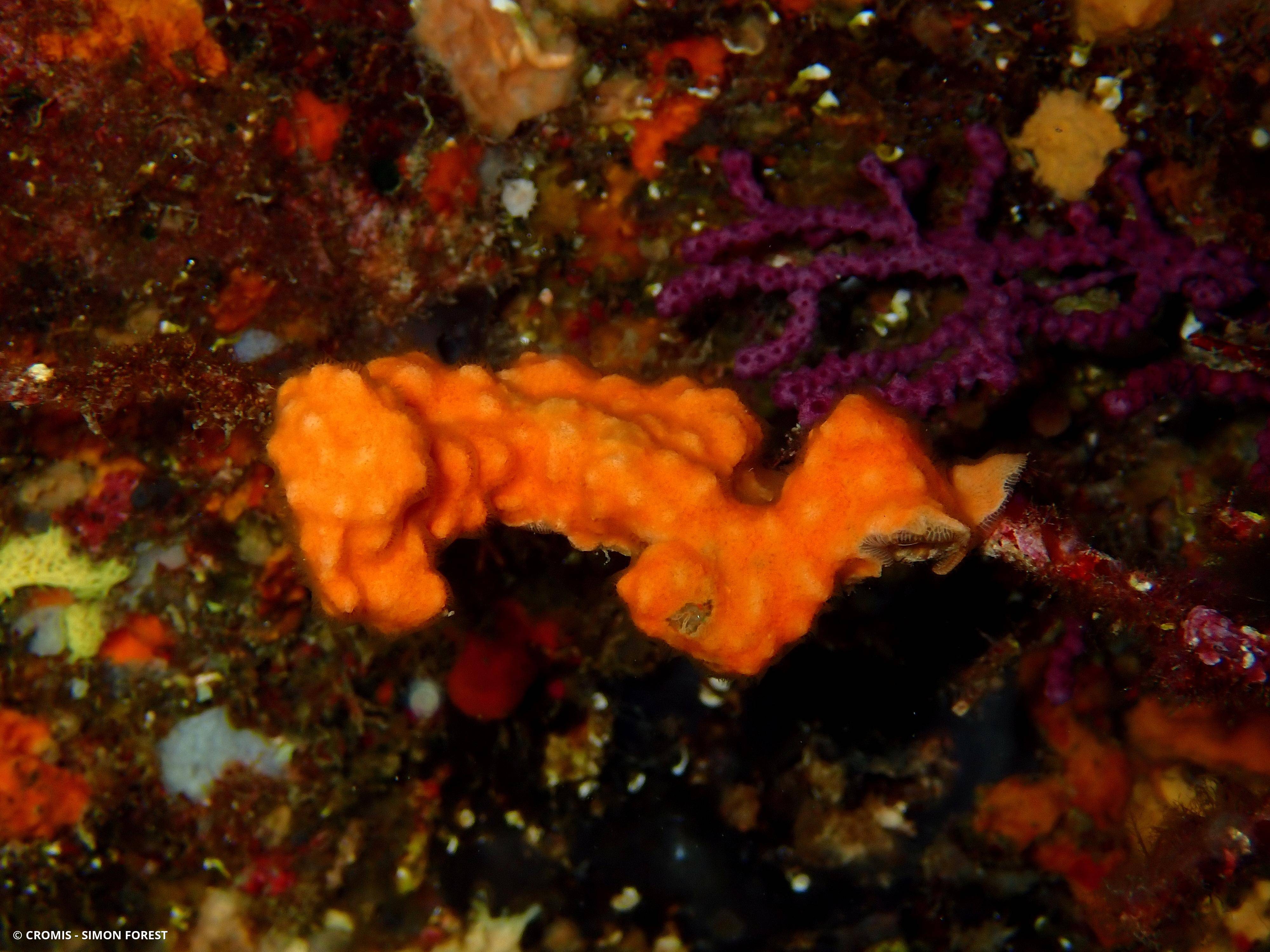 Schizomavelle mamelonné
