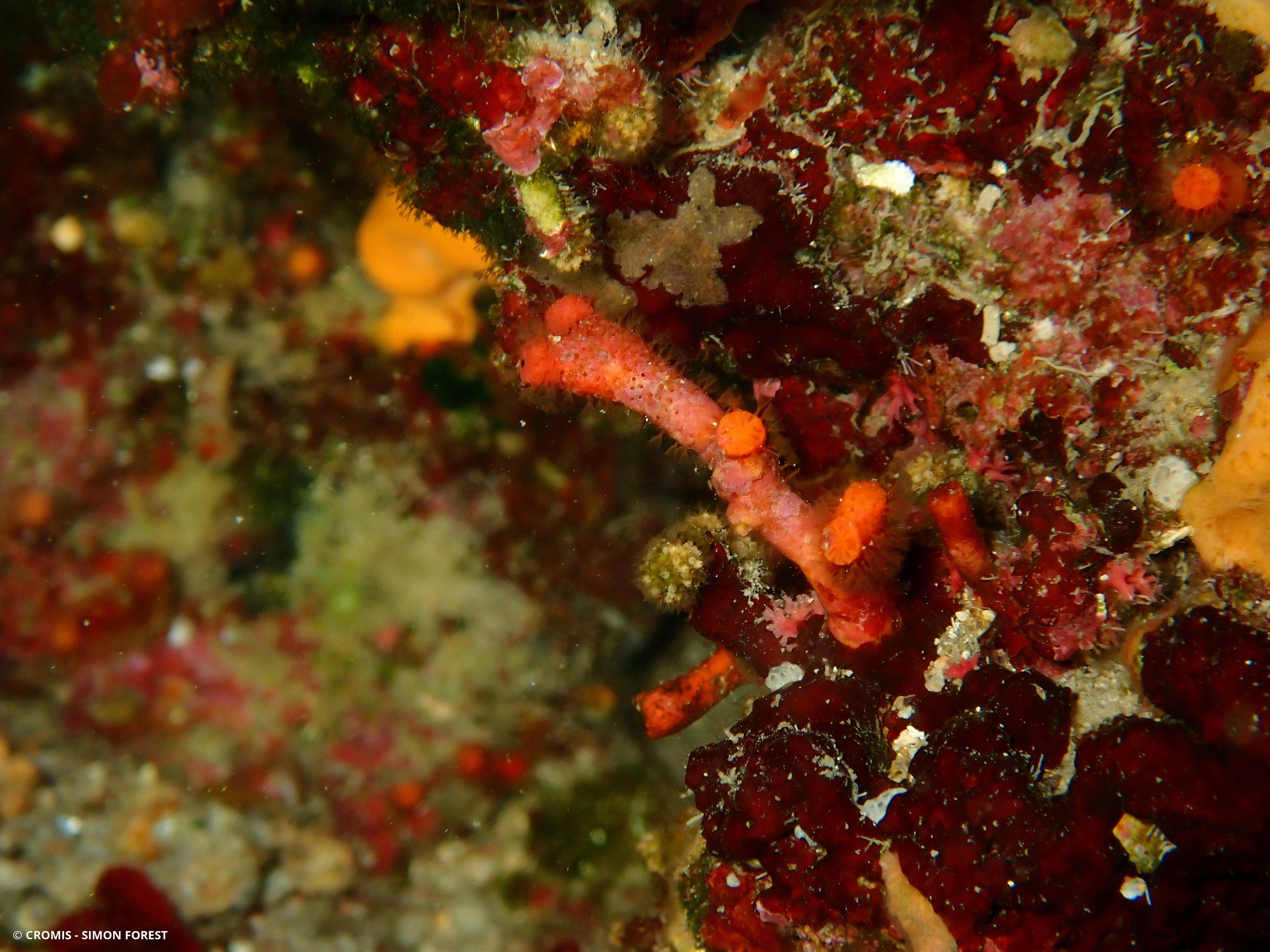 Faux corail