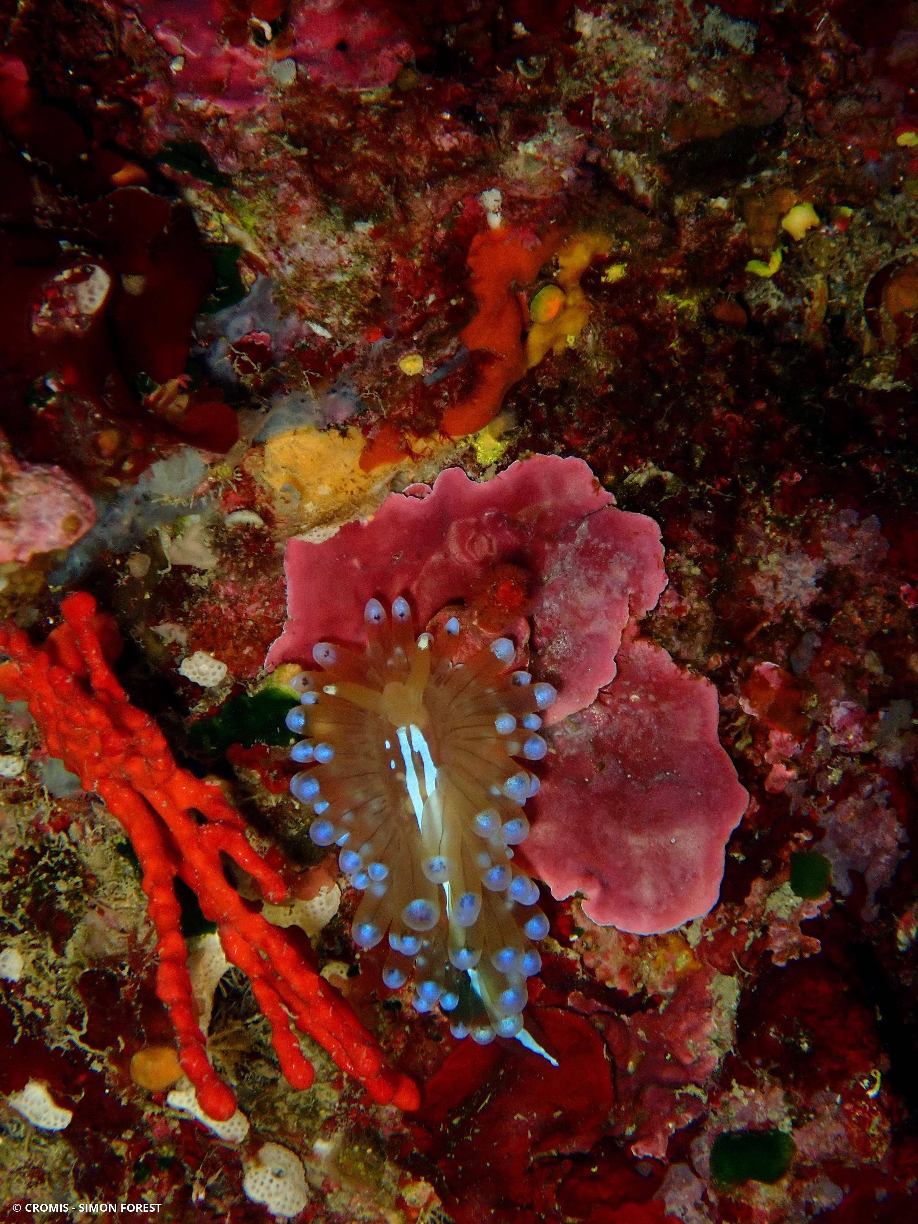 Antiopelle