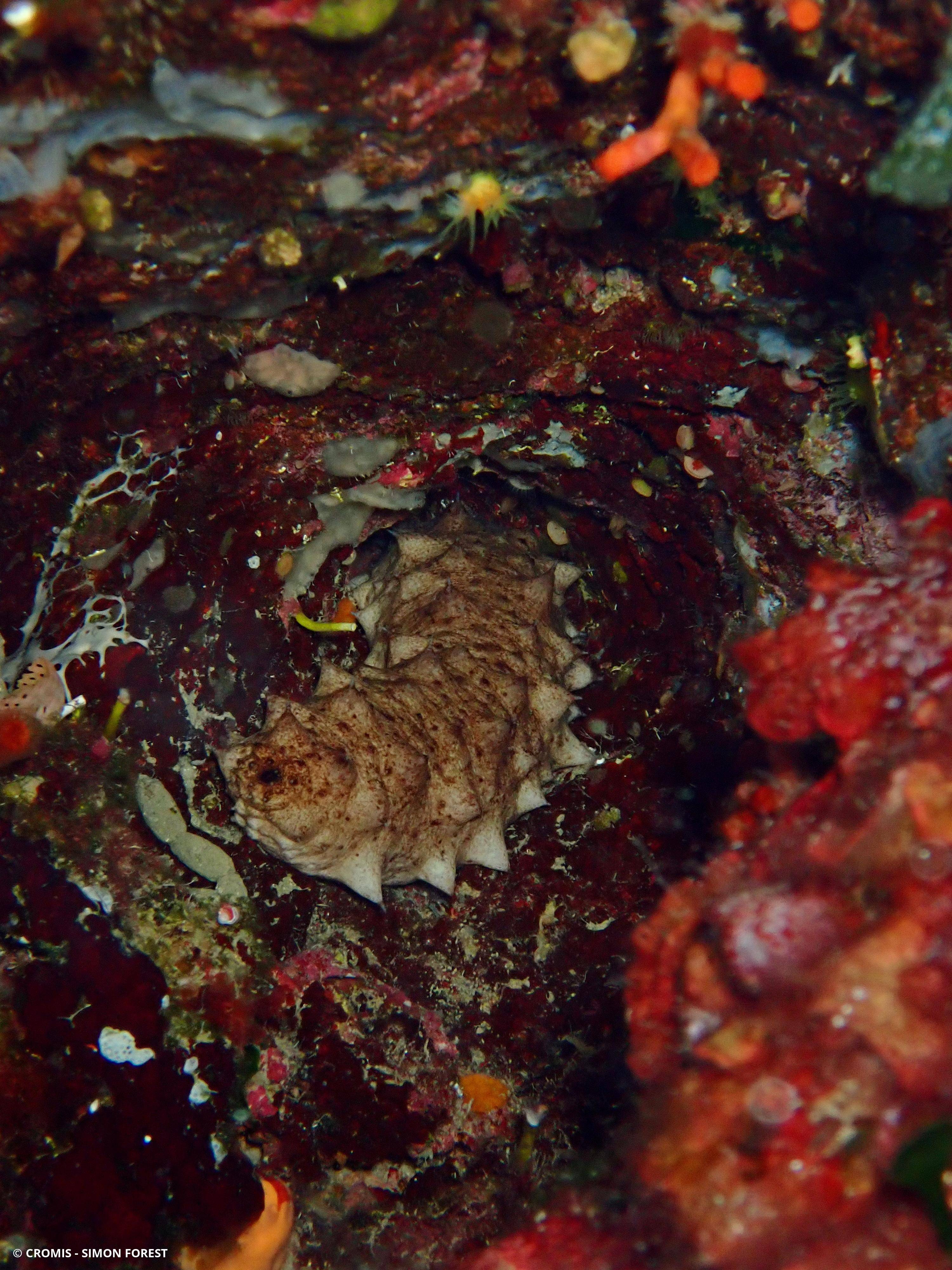 Holothurie tubuleuse