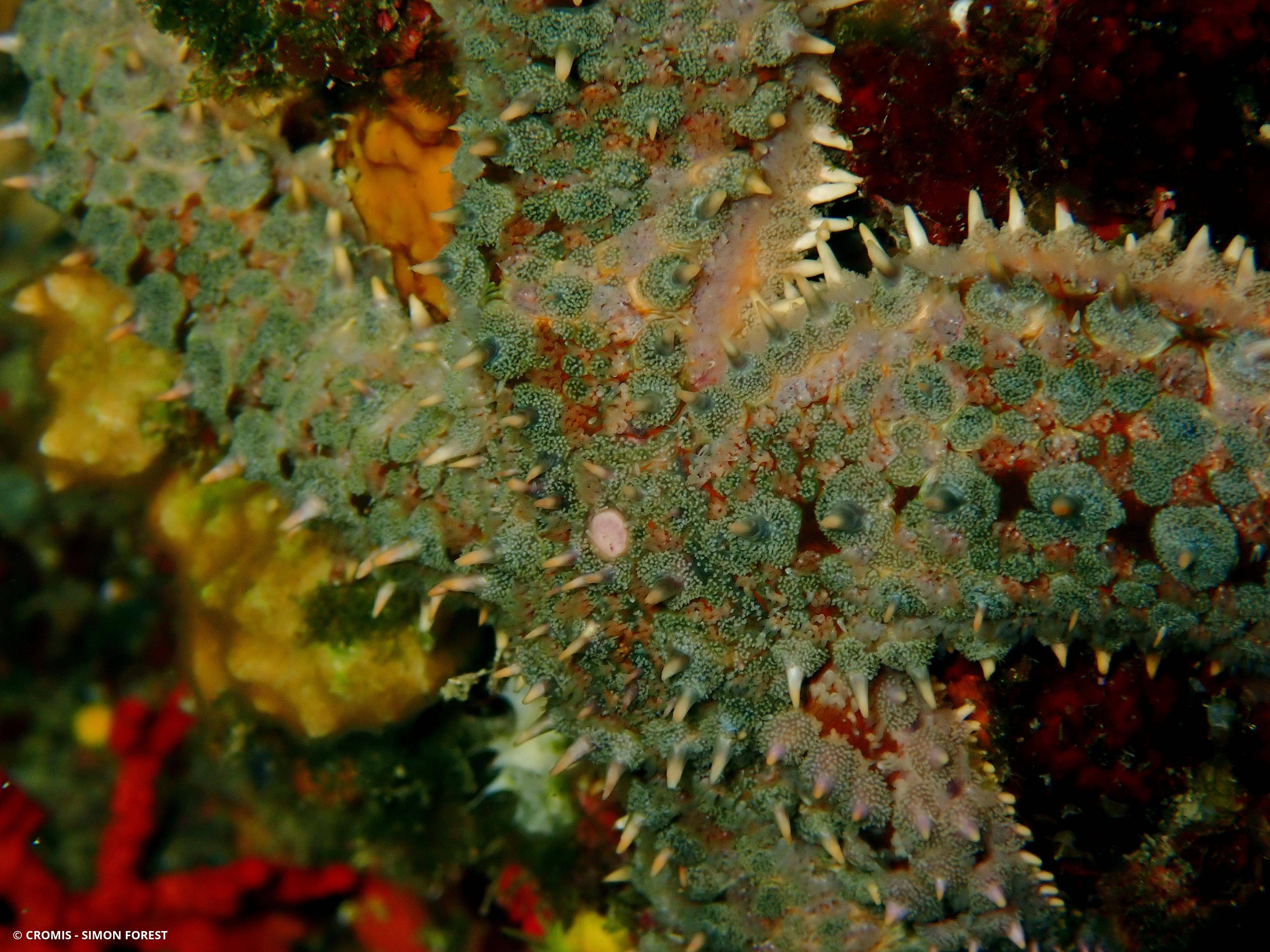 Etoile de mer glaciaire