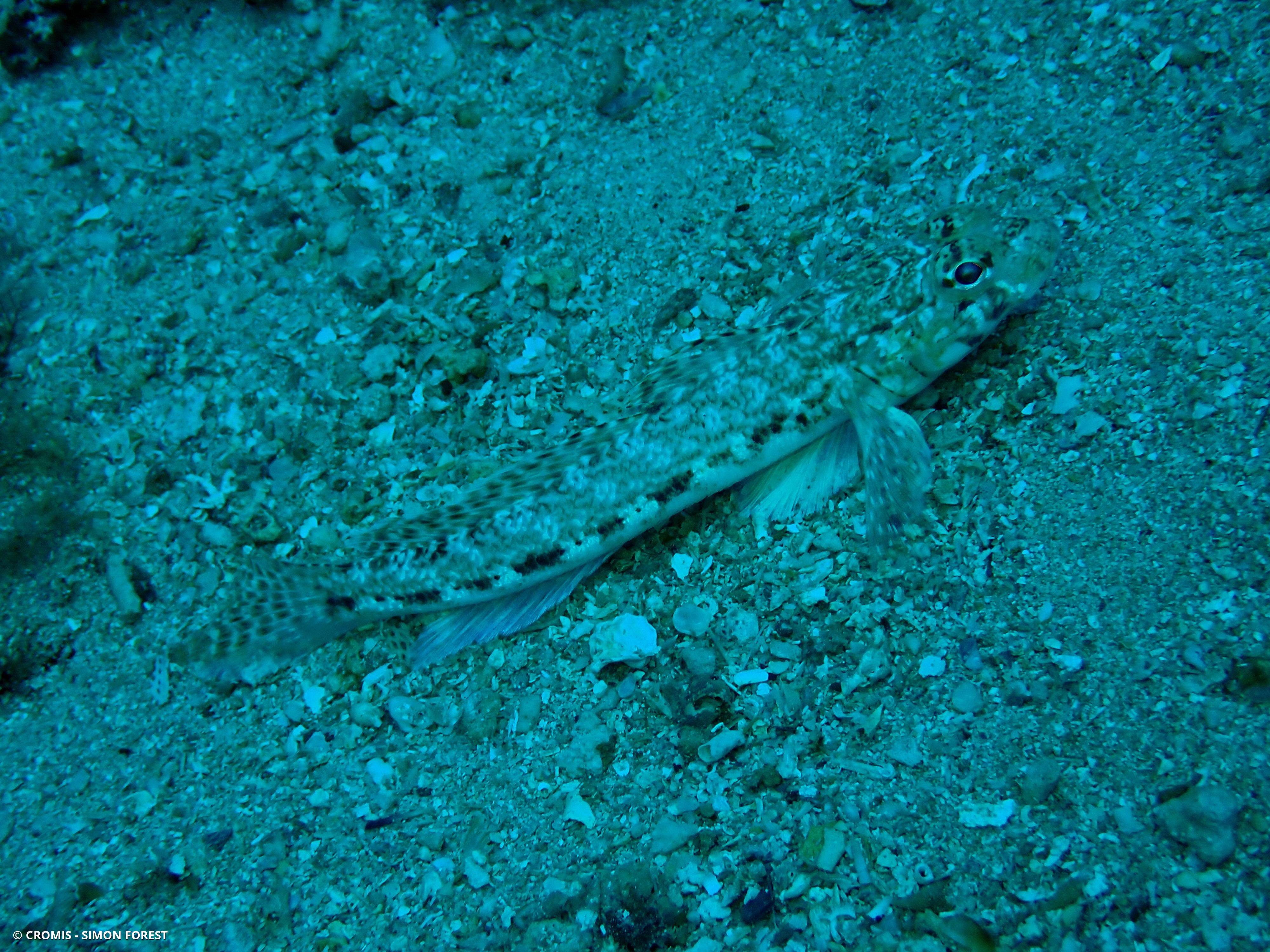 Gobie à joues poreuses
