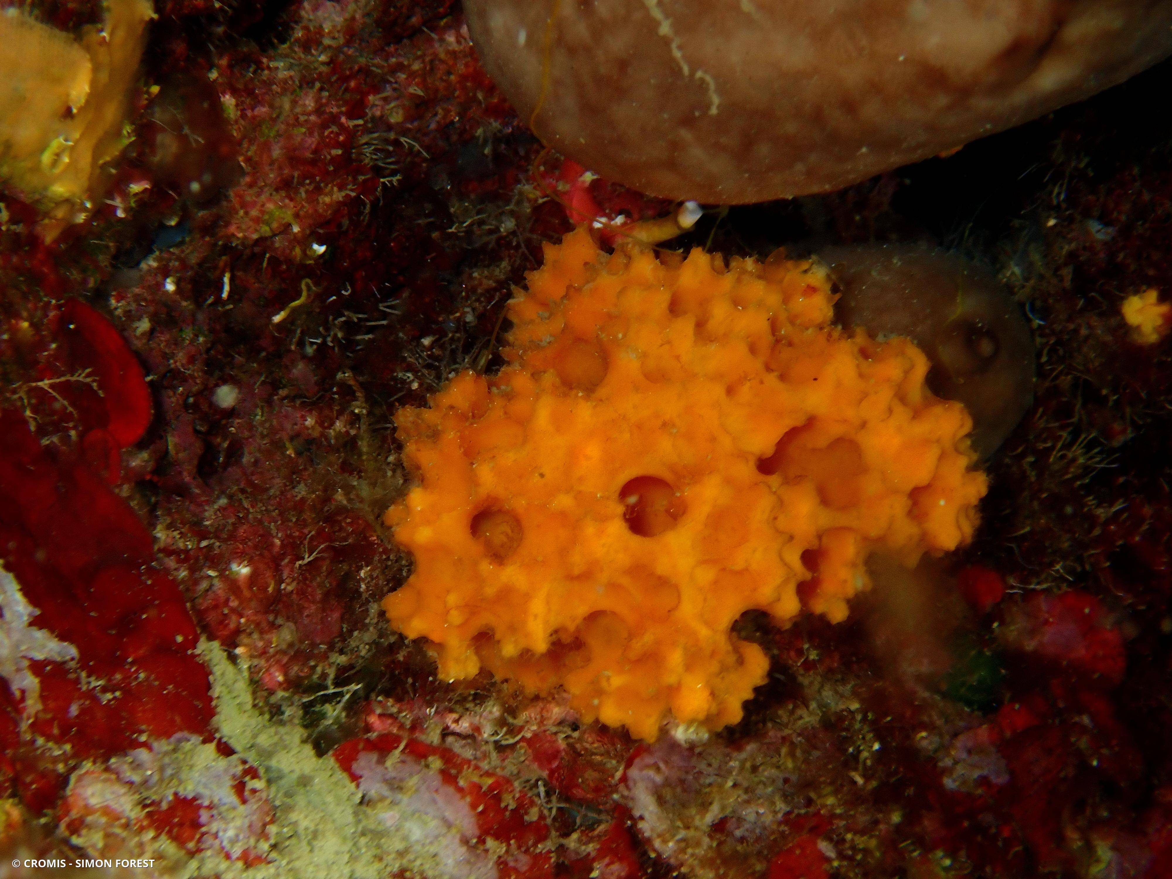 Eponge épineuse orange