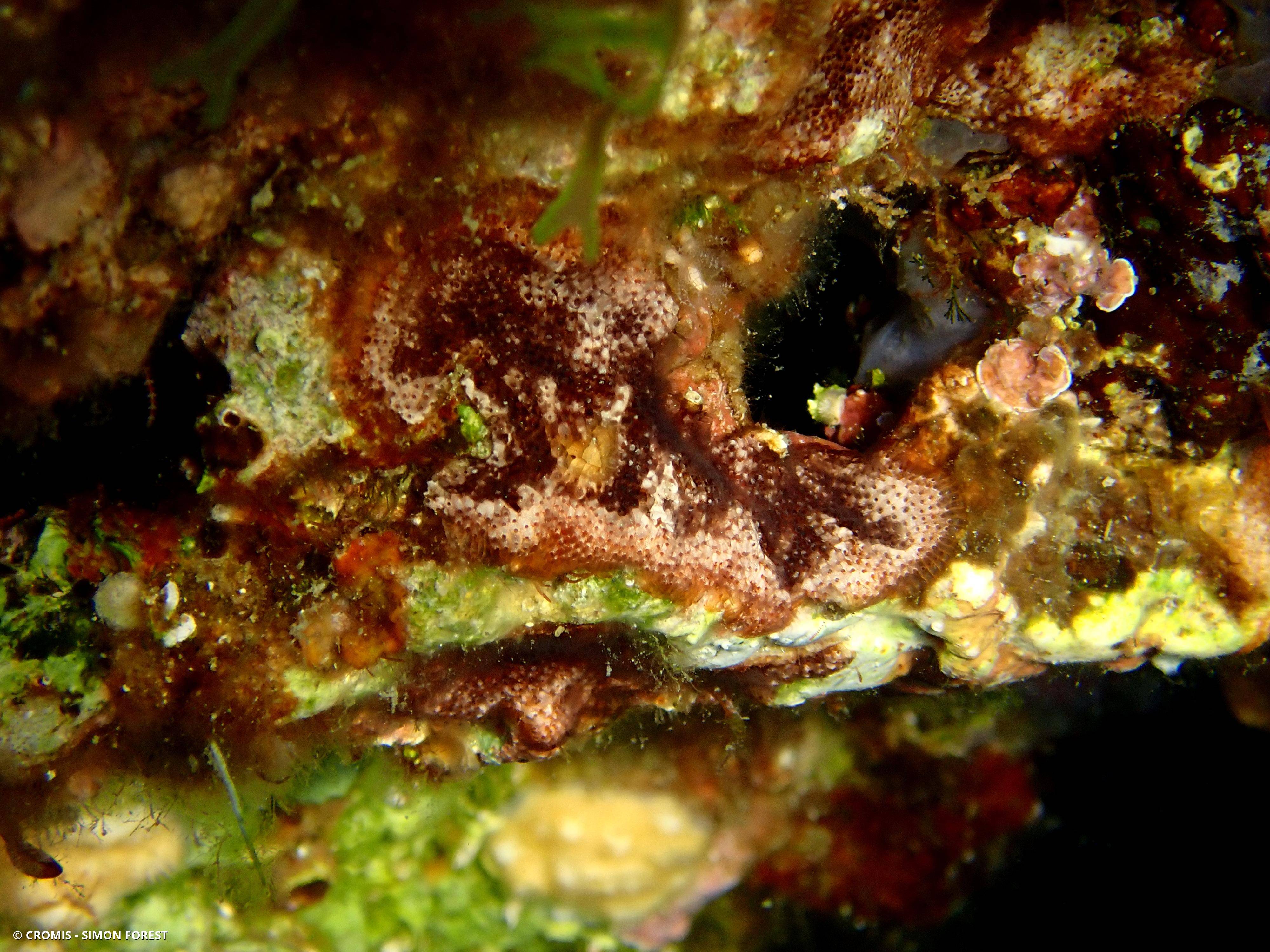 Bryozoaire encroûtant rouge