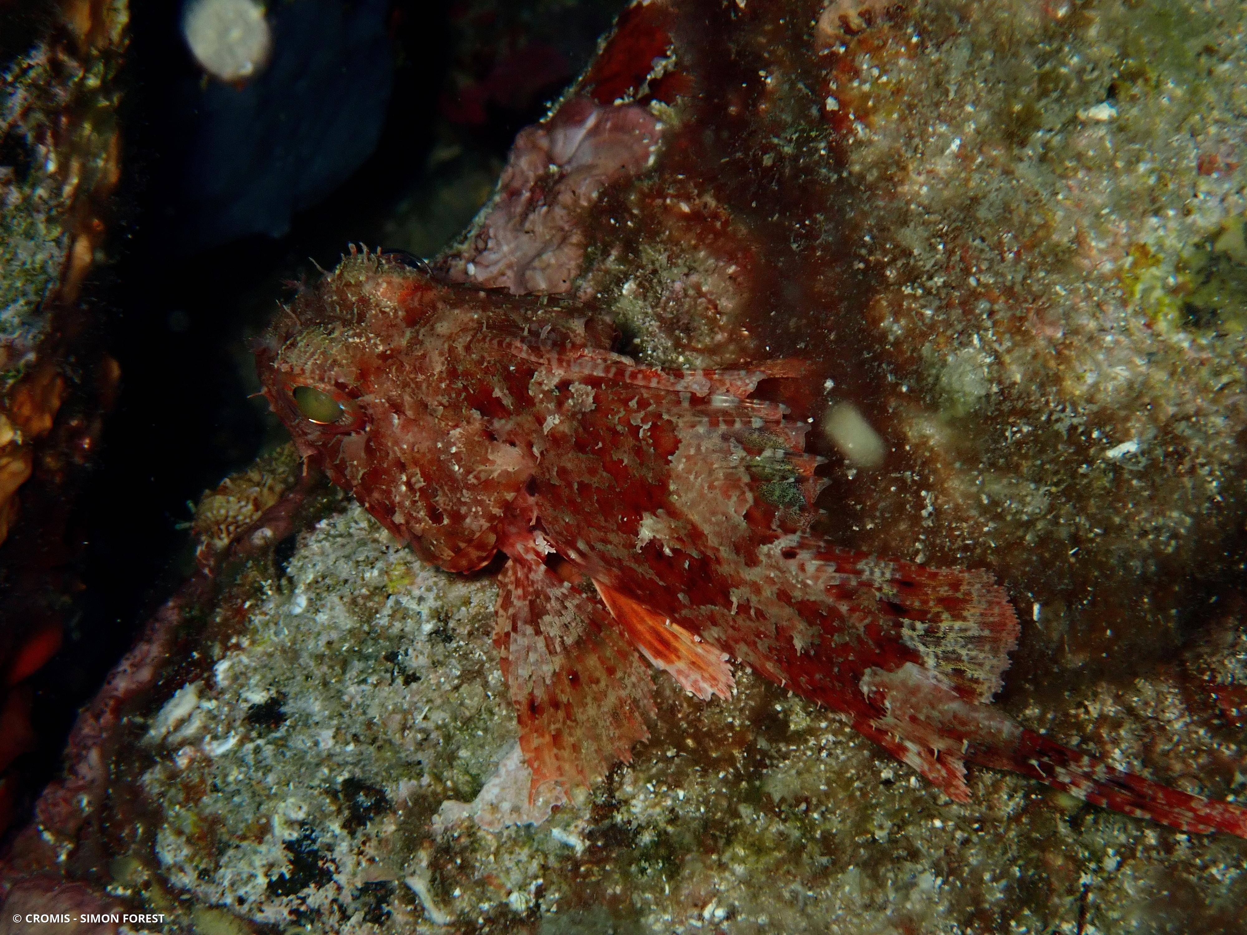 Petite rascasse rouge