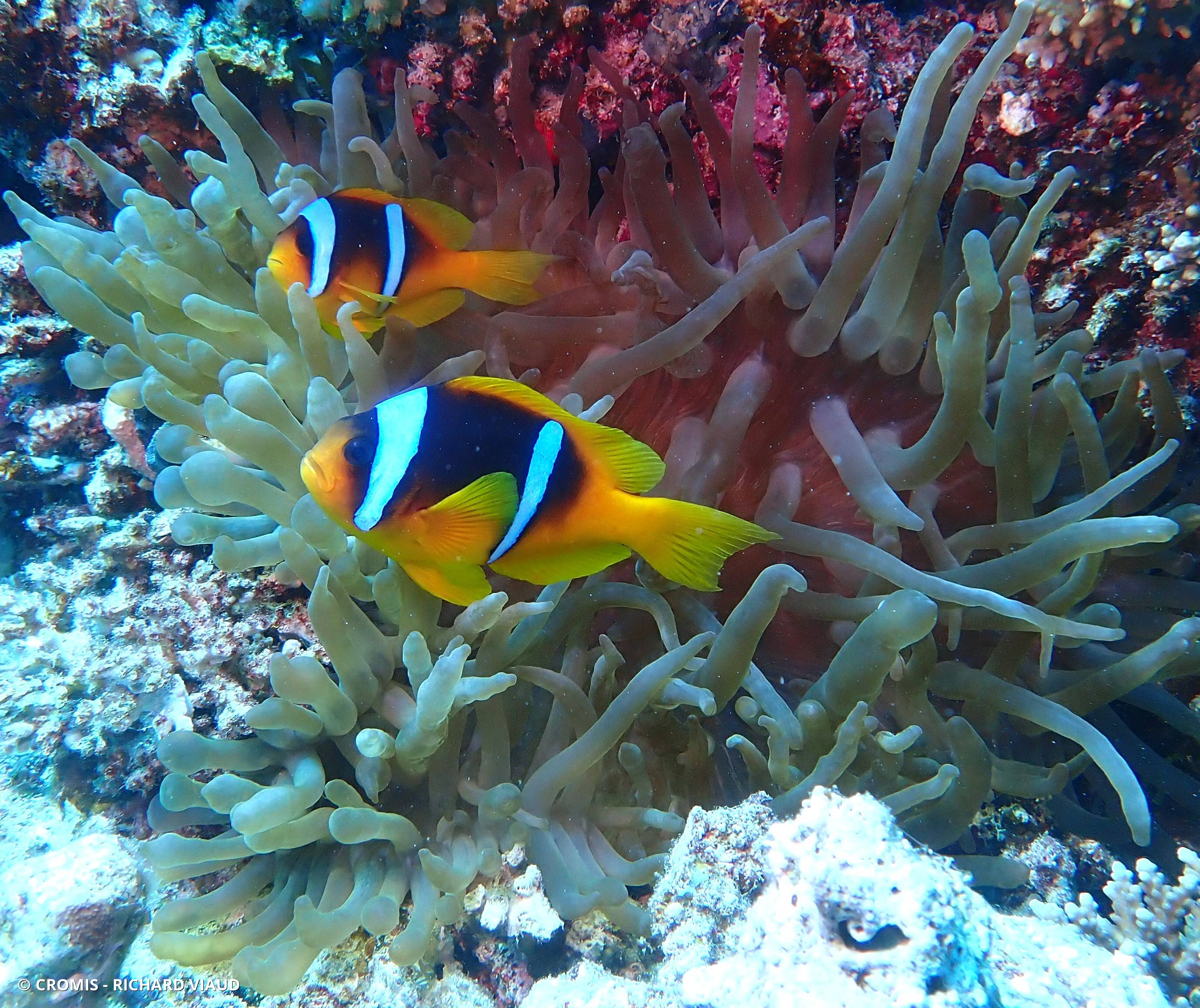 Poisson-clown à deux bandes