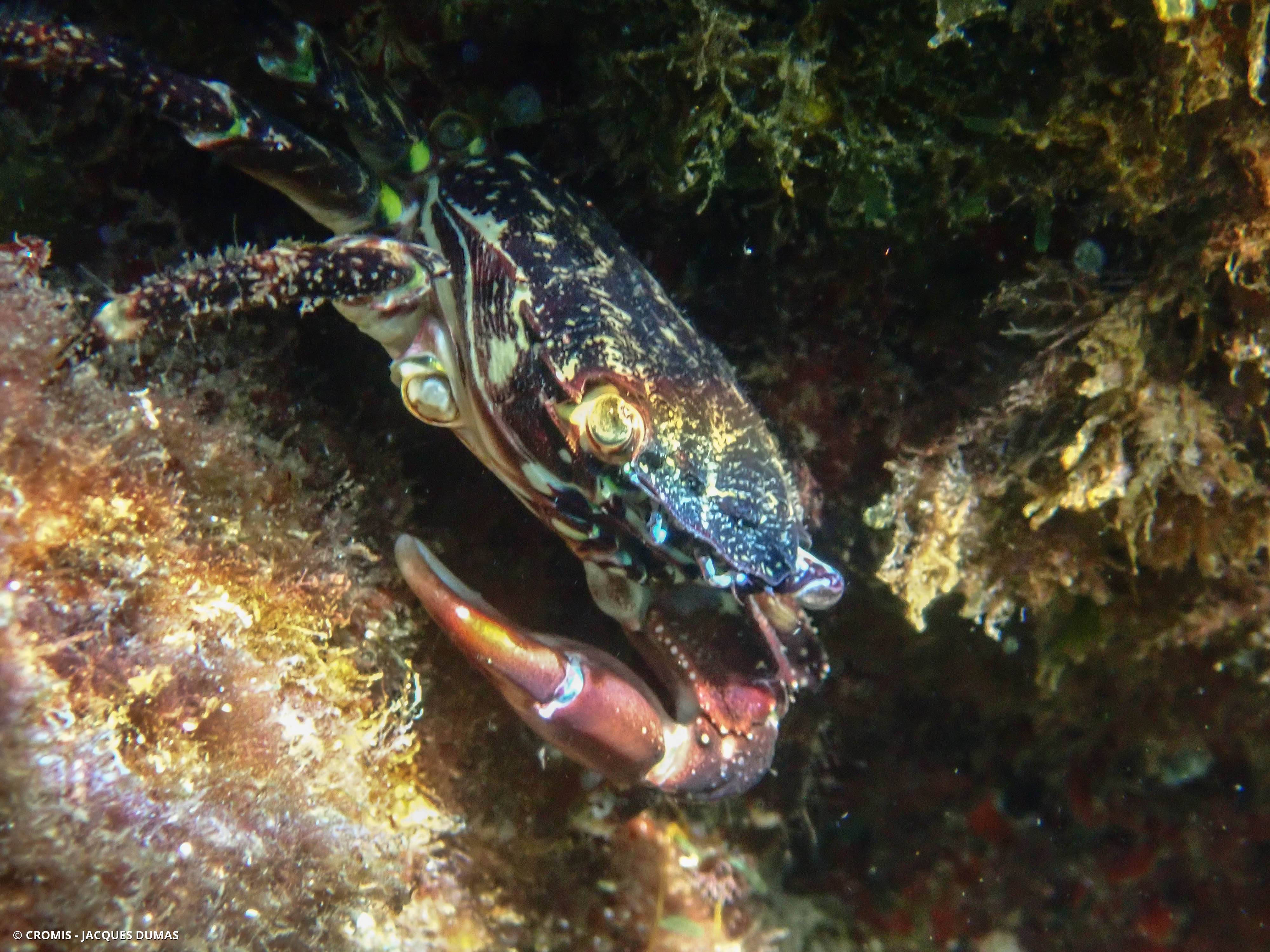 Crabe marbré
