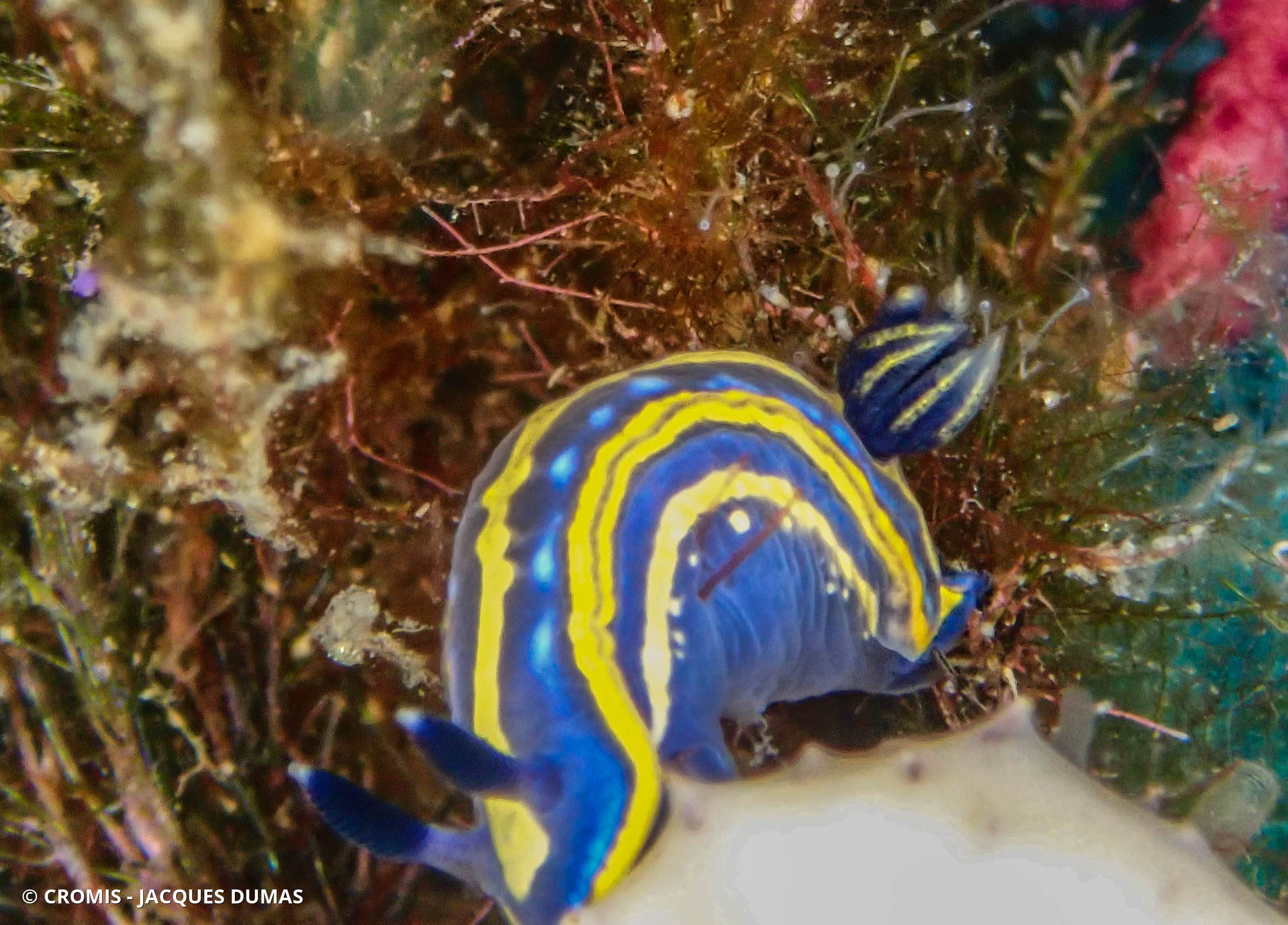 Doris tricolore