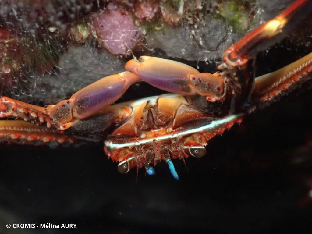 Crabe plat des oursins