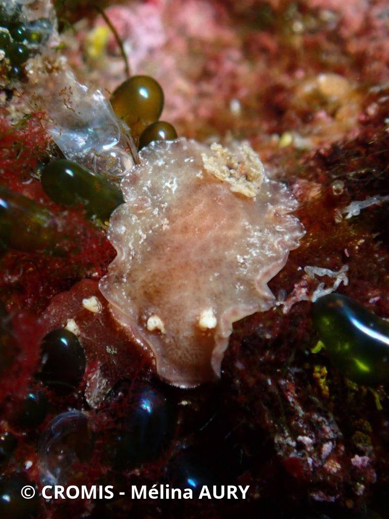 Doris millegrains