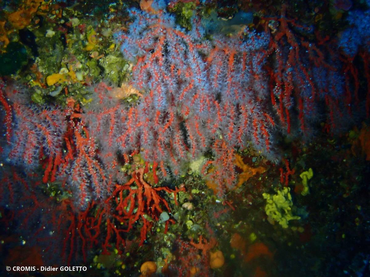 Corail rouge de Méditerranée