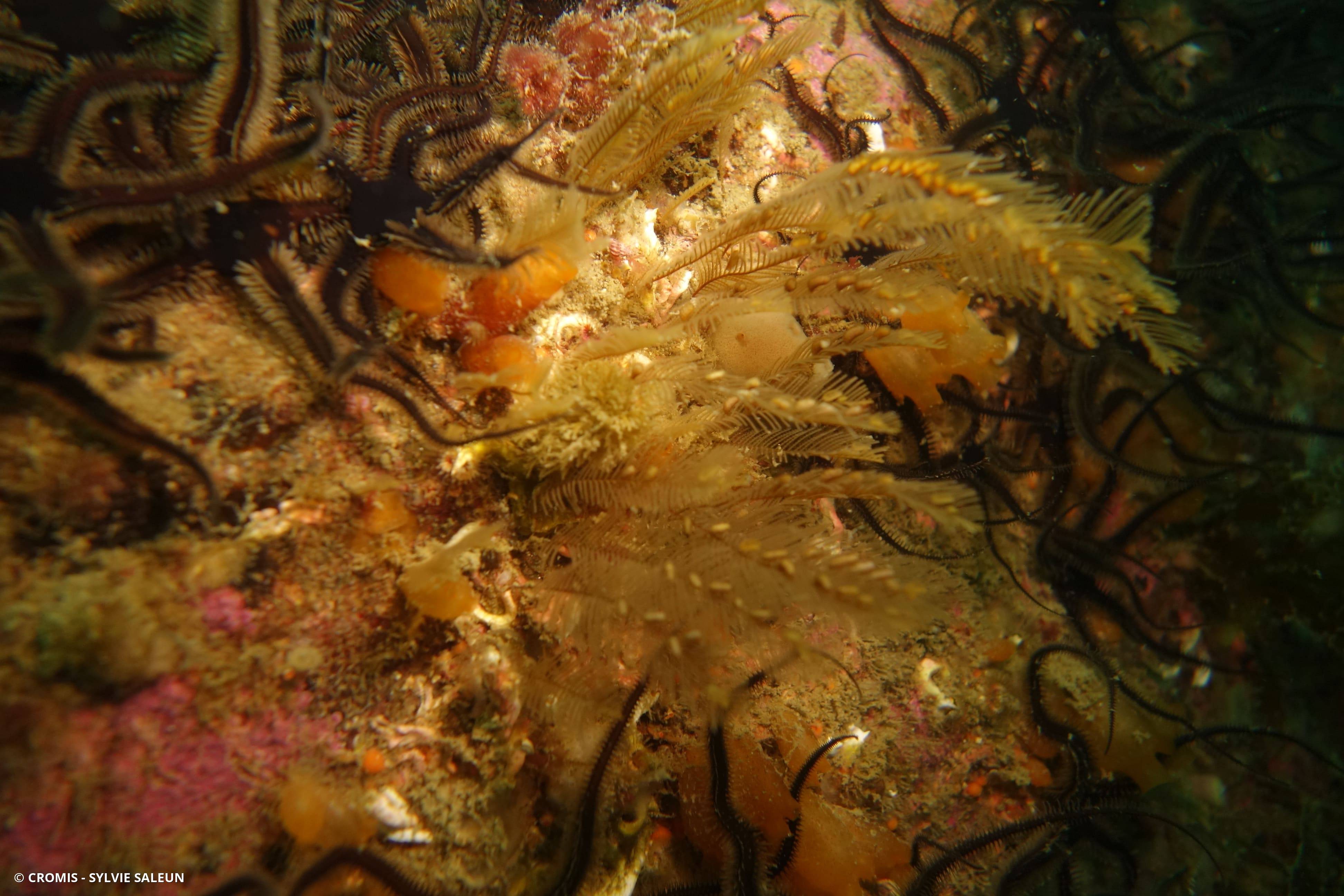 Aglaophénia tubiforme
