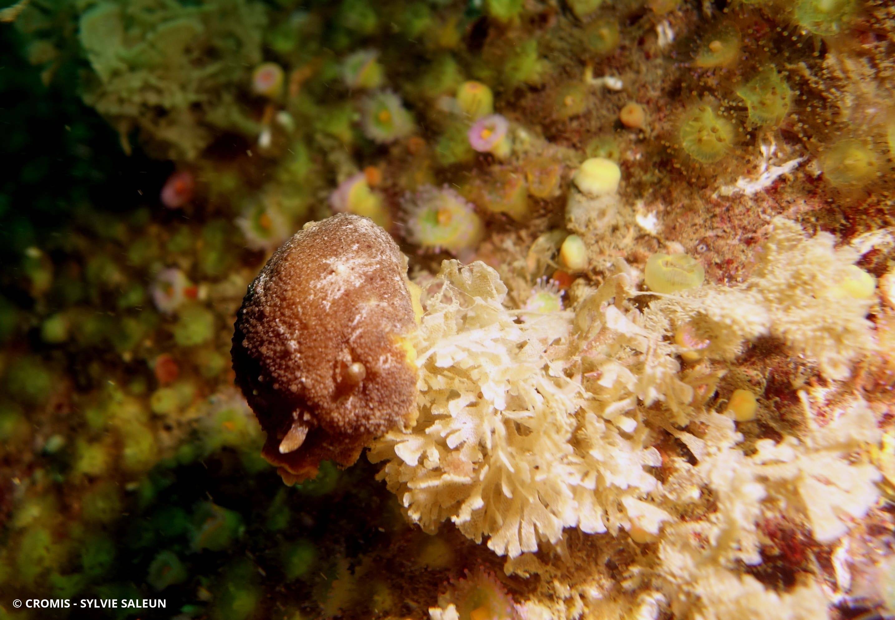 Geitodoris étoilé