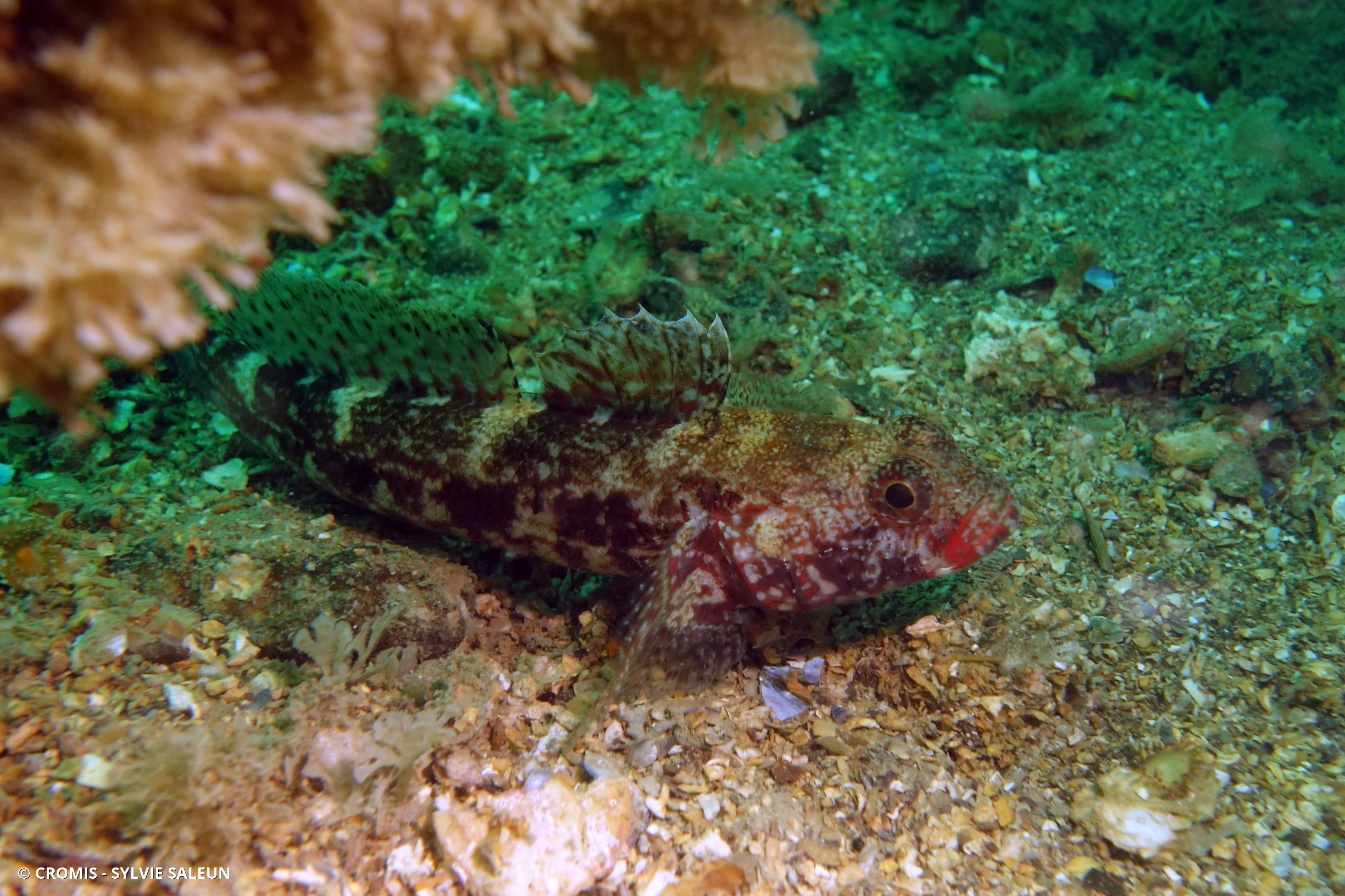 Gobie à bouche rouge