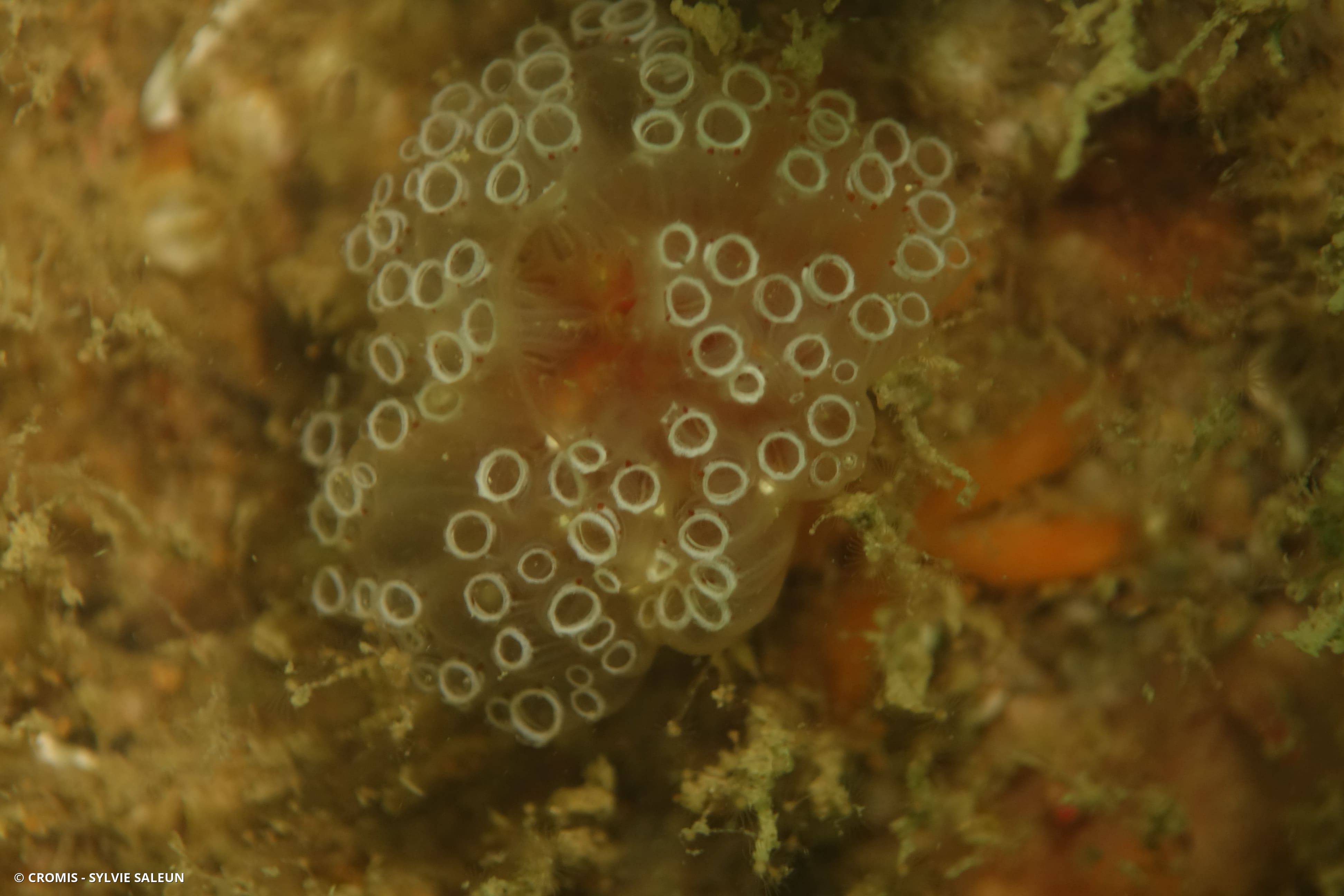 Aplidium ocellé