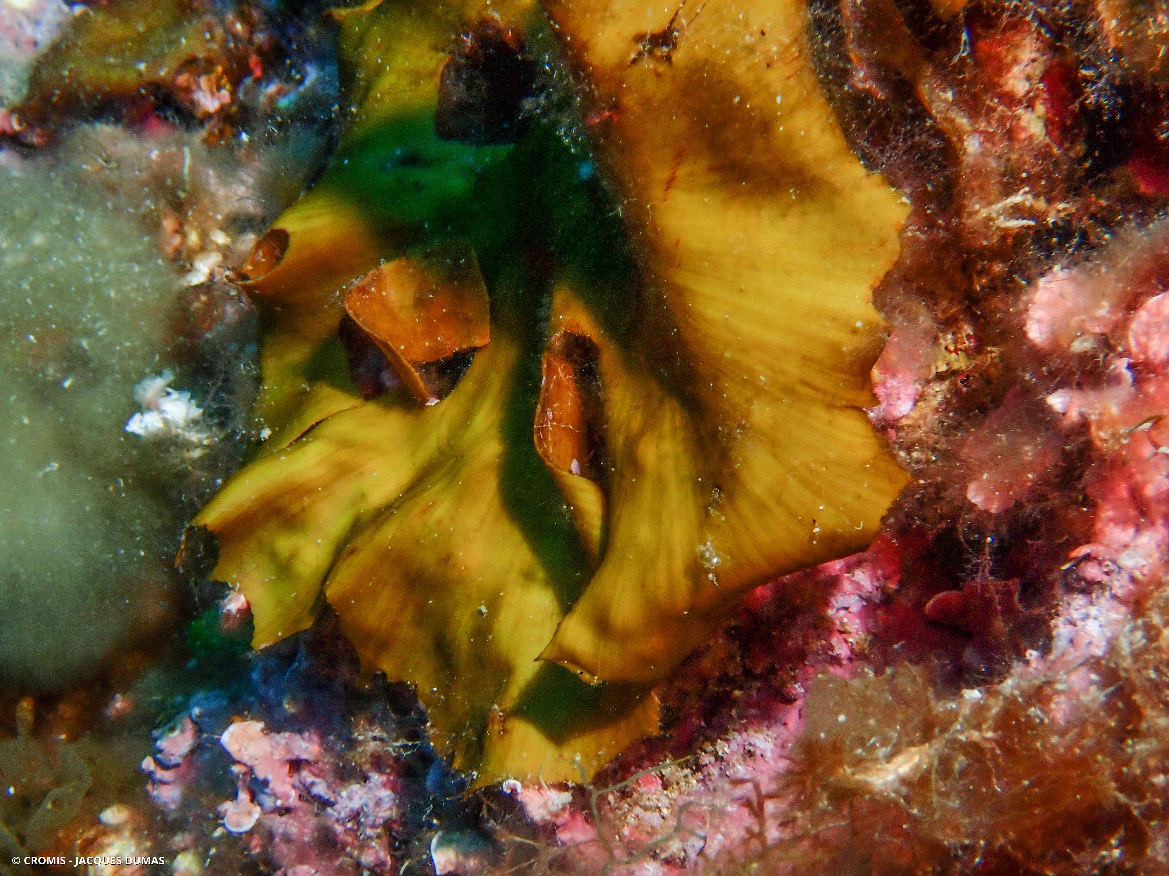 Zonée jaune