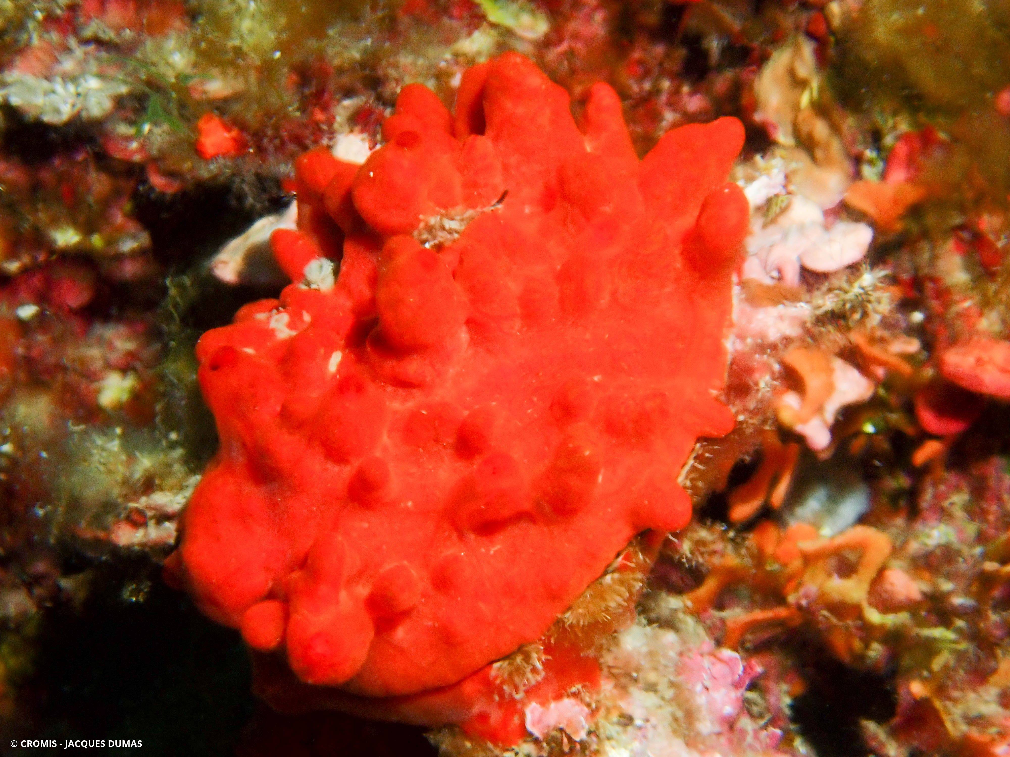 Spondyle pied-d'âne