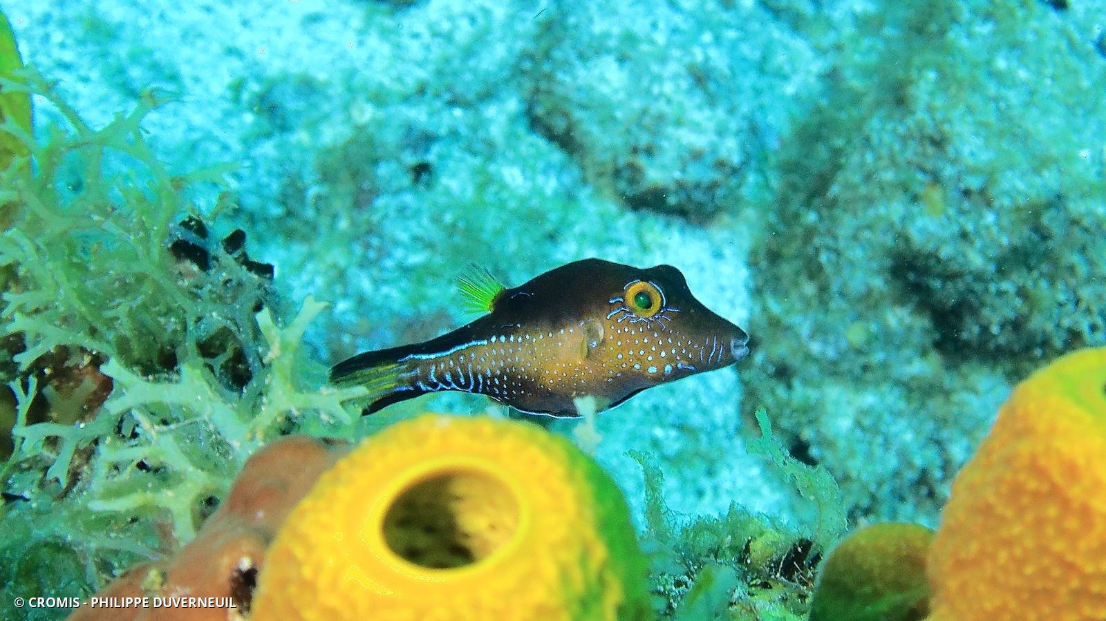 Canthigaster des Caraïbes